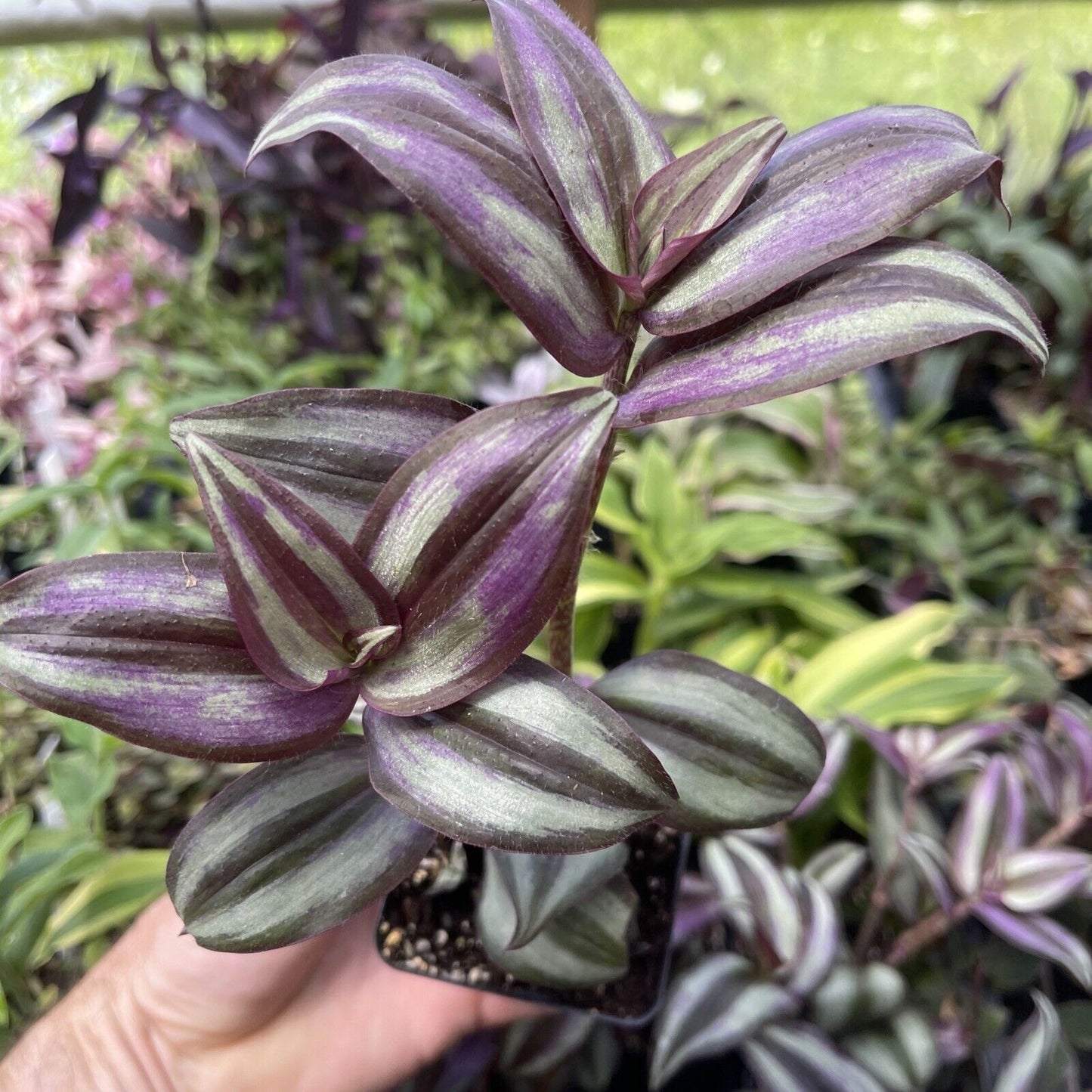 Tradescantia zebrina ‘SILVER PLUS’