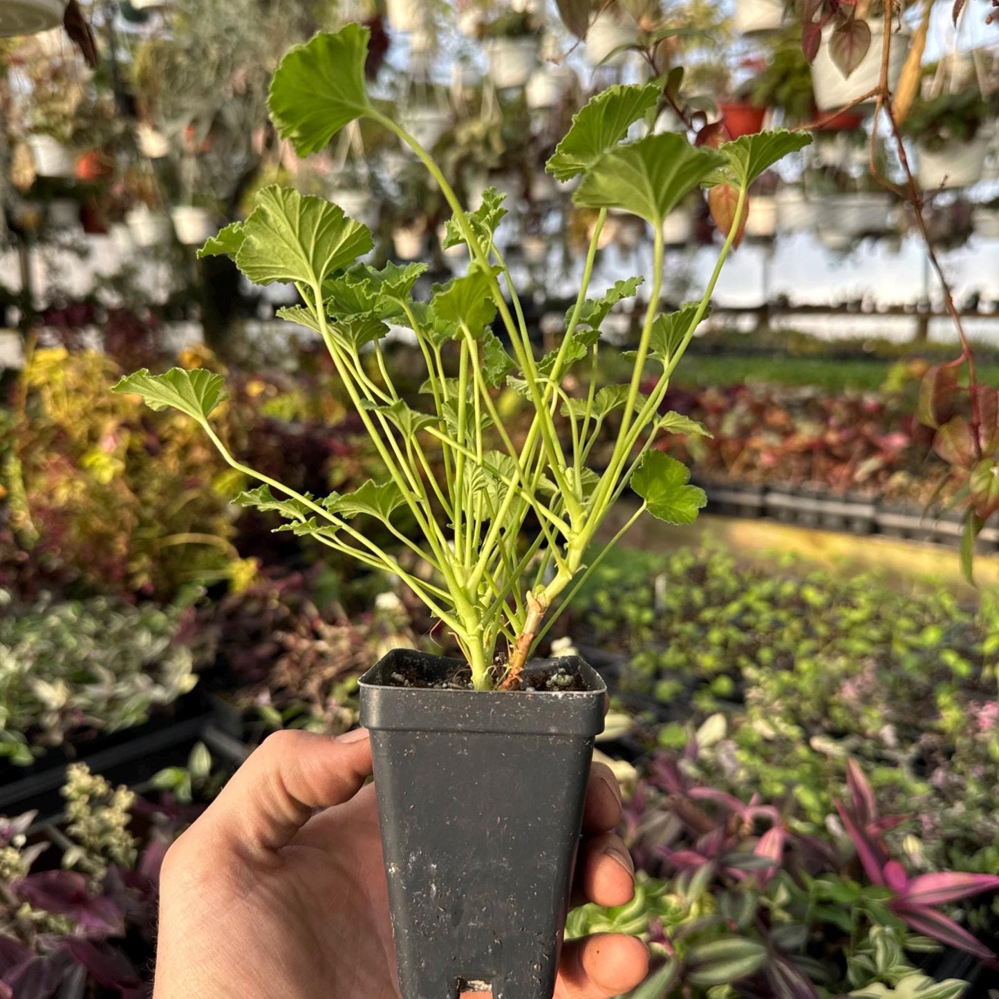 Pelargonium ‘cook’s apple cider’! Scented Geranium!