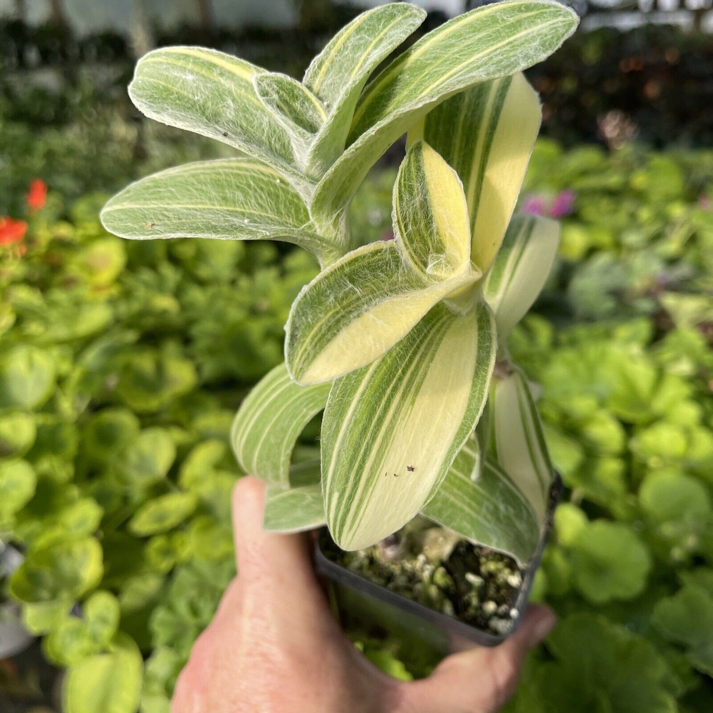 Tradescantia sillamontana ‘gold stripes’
