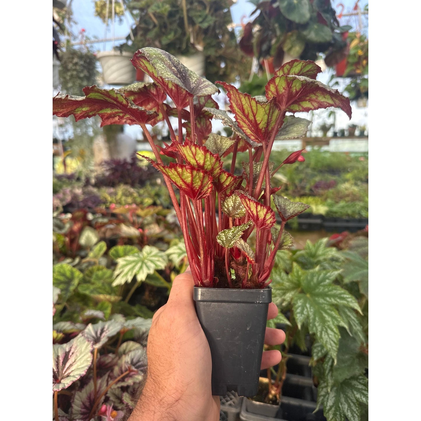 Begonia ‘shadow king rose frost’