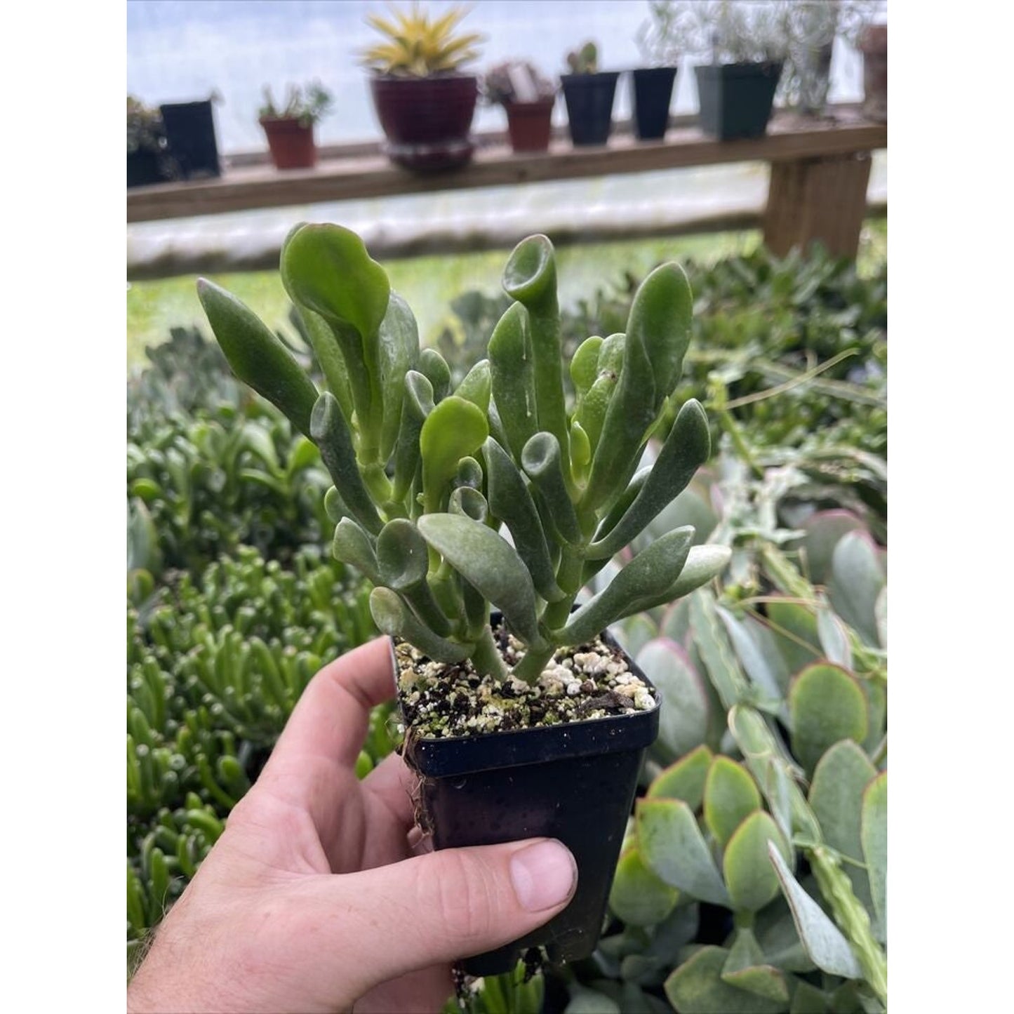 Crassula ovata ‘ORGE’S EARS’