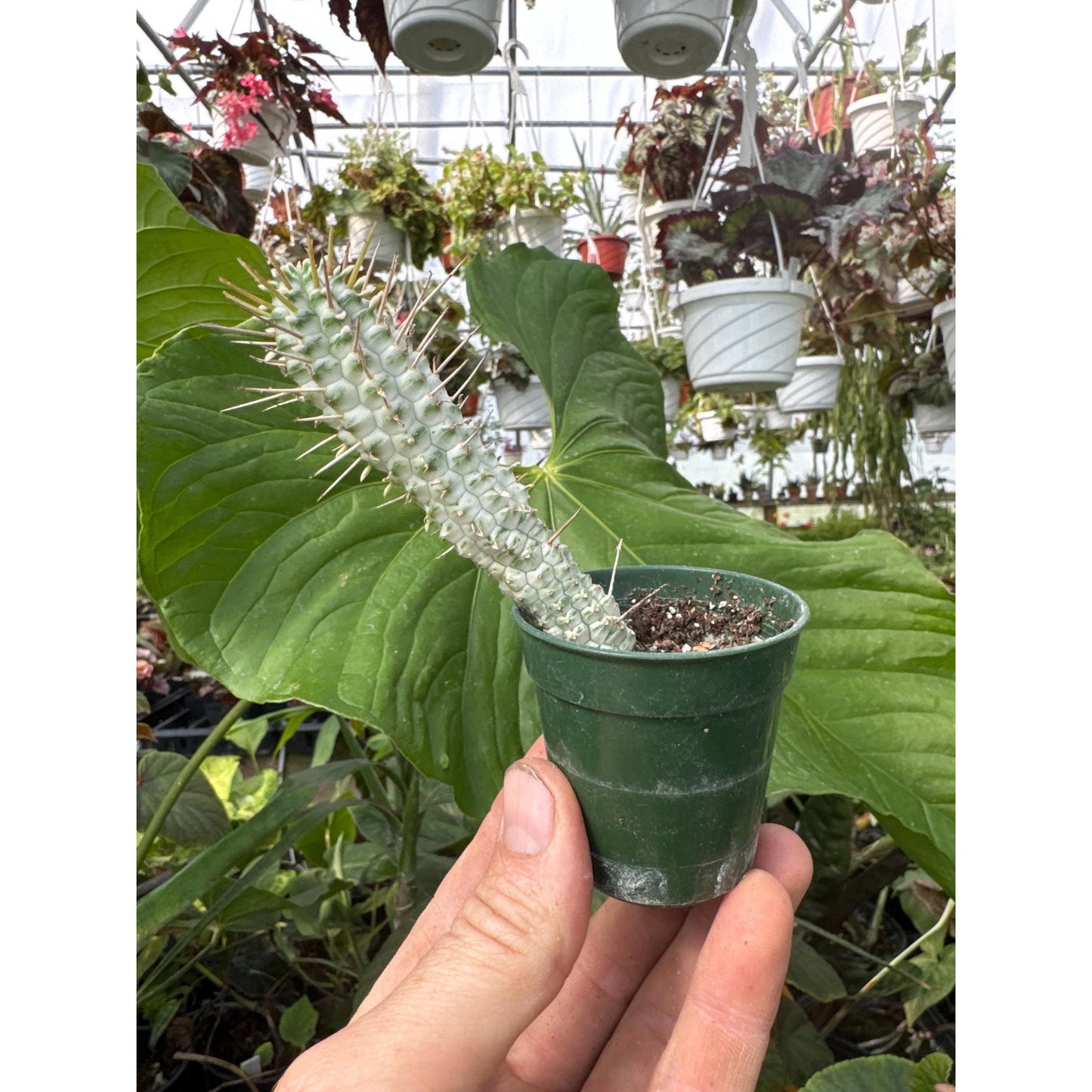 Euphorbia mammillaris variegated