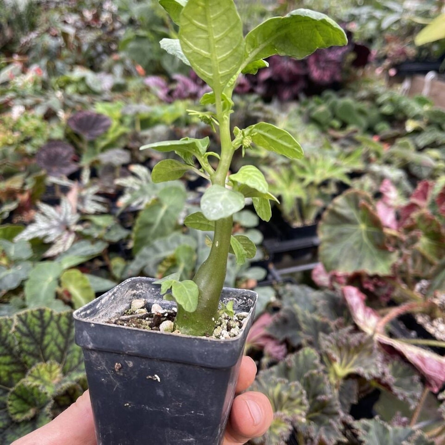 DORSTENIA HILDEBRANTII