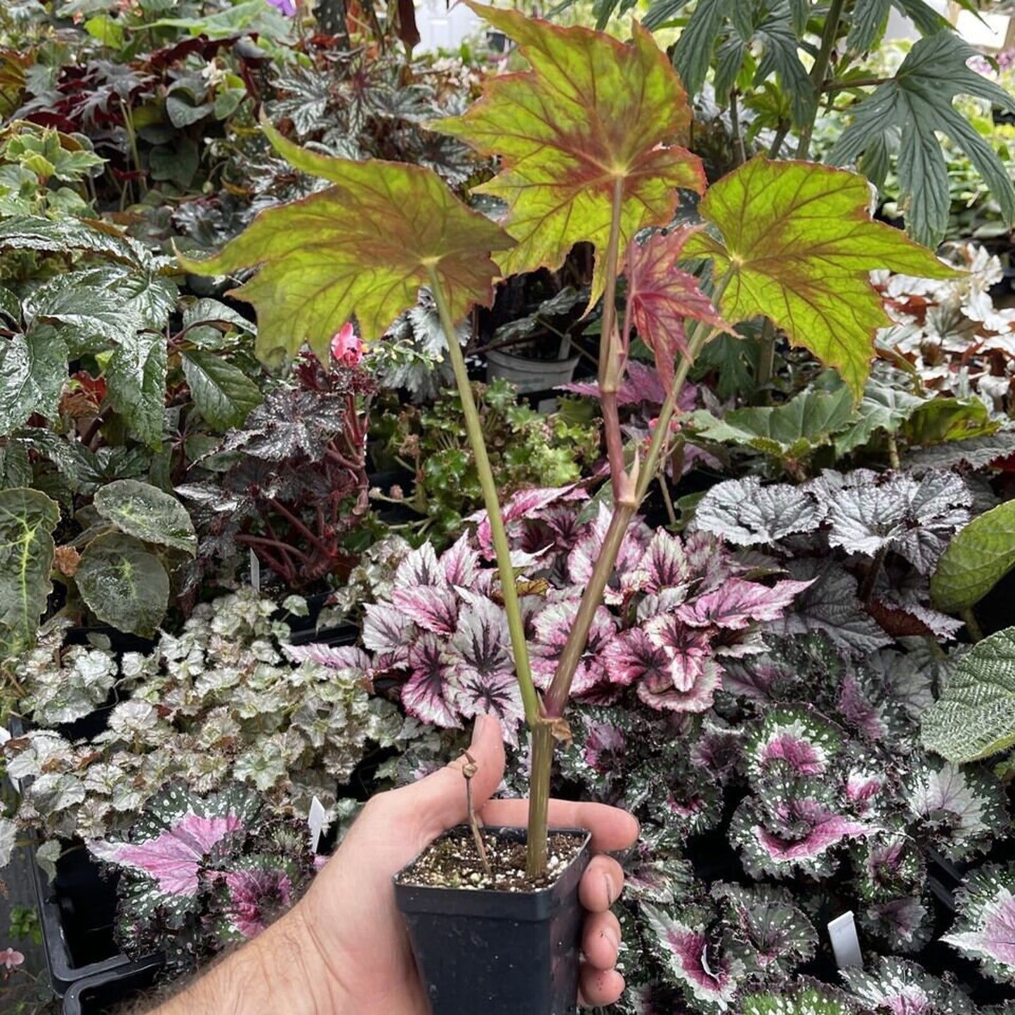 Begonia deliciosa