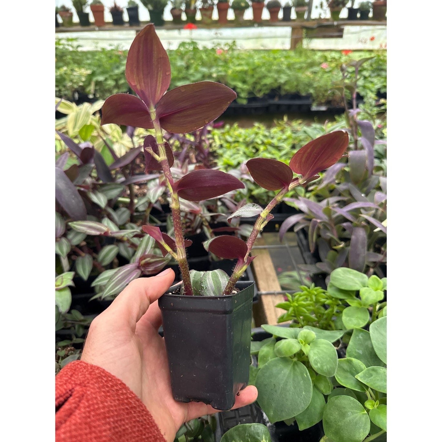 Tradescantia zebrina ‘evanescence’