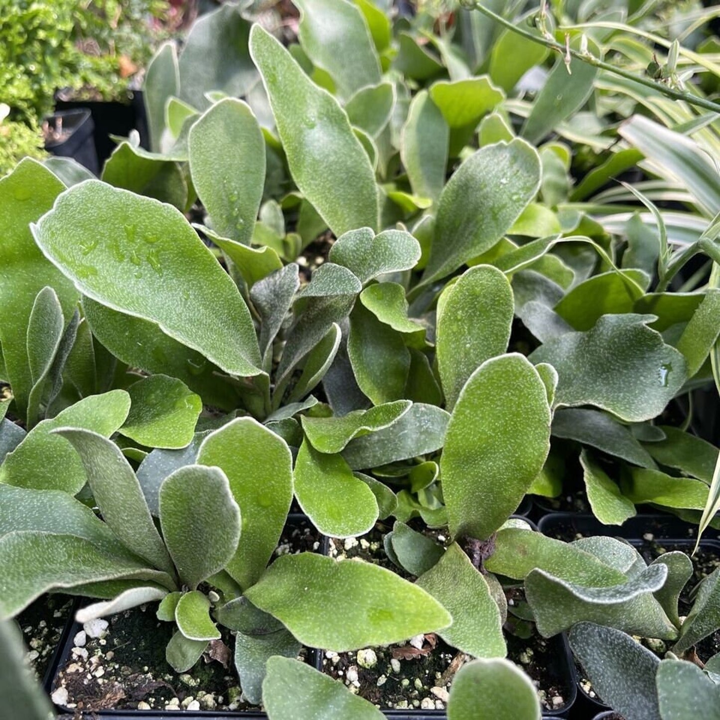 Compact staghorn fern - Platycerium bifurcatum ‘Netherlands’