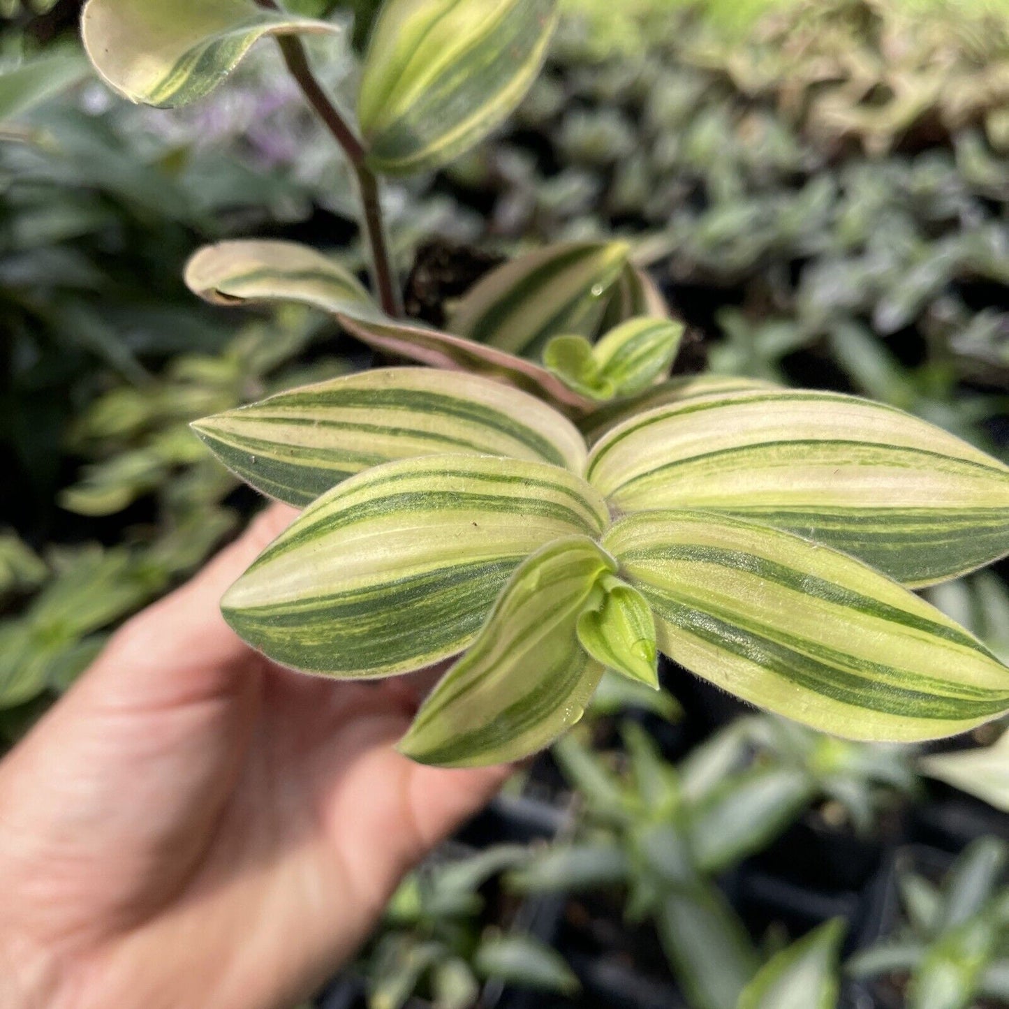 Tradescantia chrysophylla “VARIEGATA”