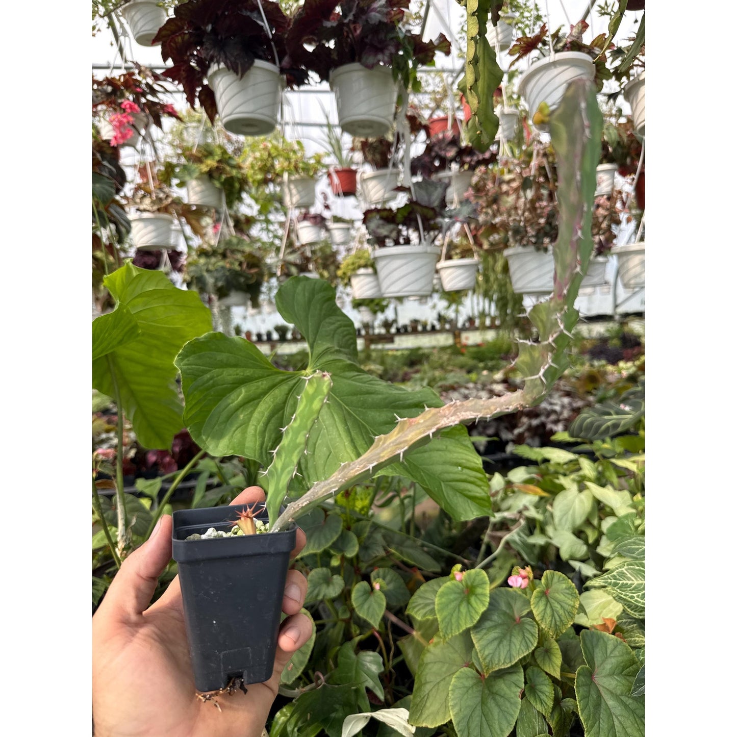 Euphorbia burana