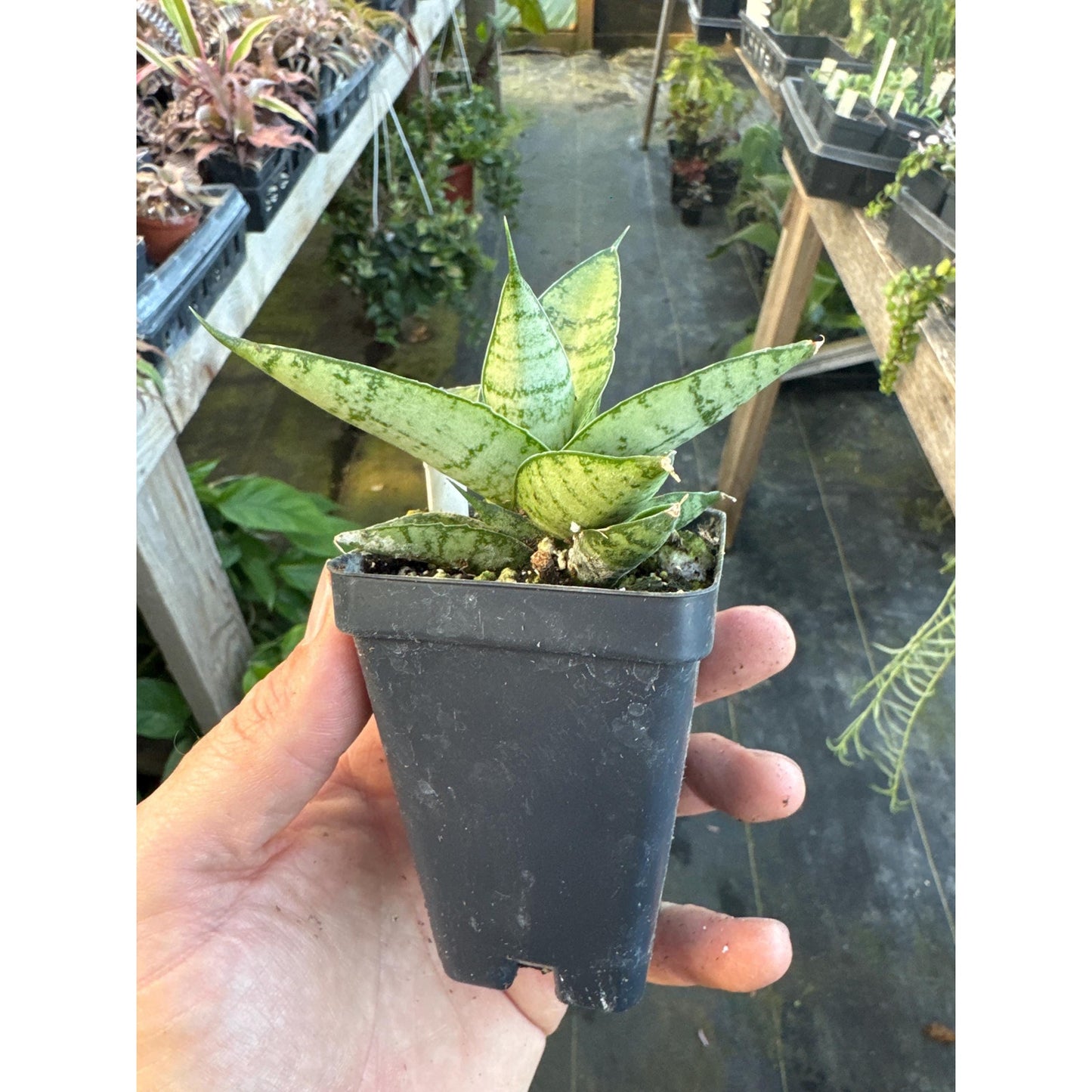 Sansevieria ‘gabriella’