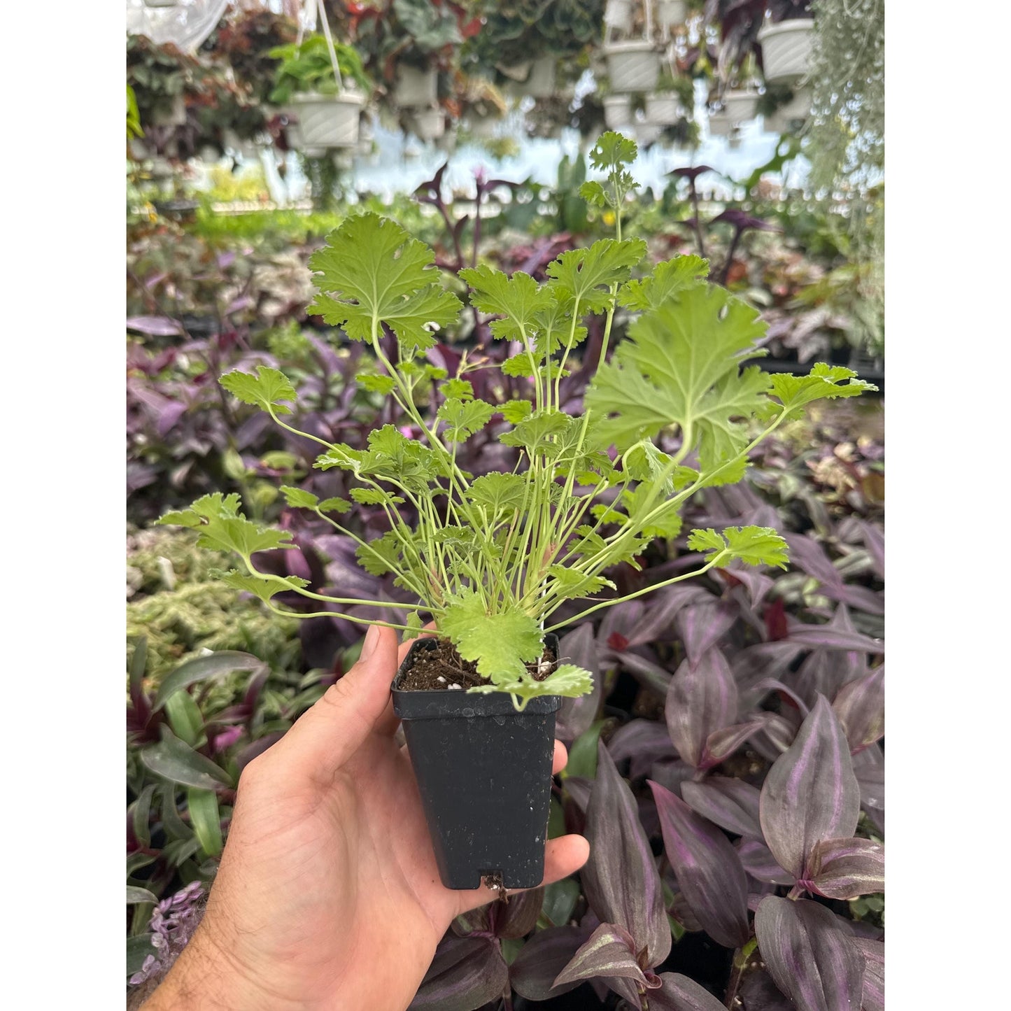 Pelargonium ‘Lillian Pottinger’! Scented Geranium!