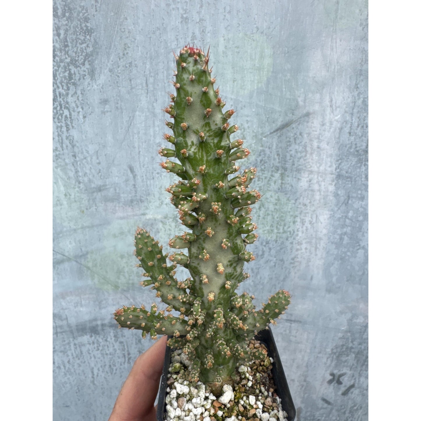 Opuntia monacantha ‘variegata’
