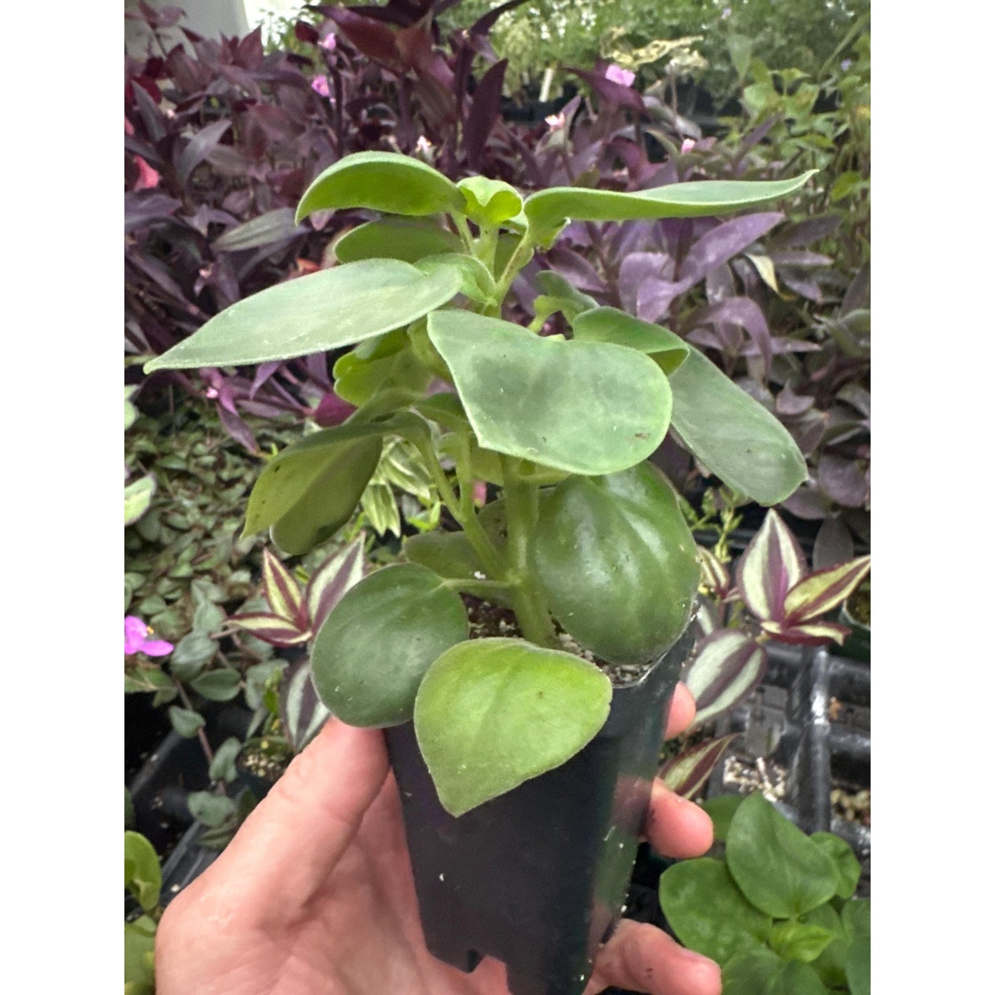 Peperomia “MOONSET” - Fuzzy plant