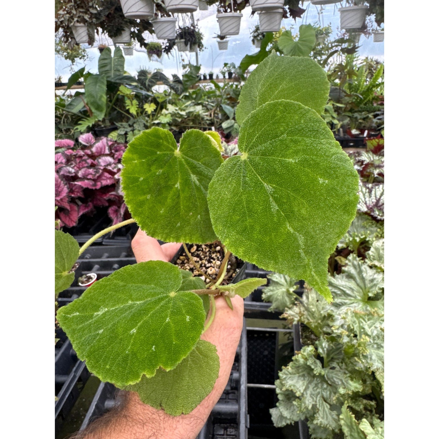 Begonia ‘Al Clark’
