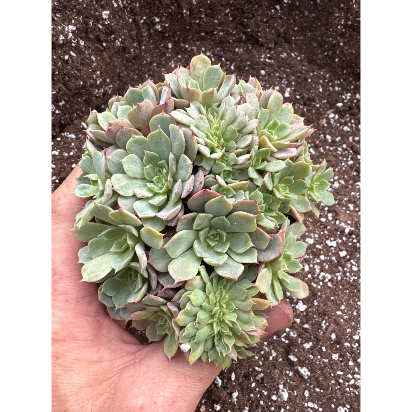 Echeveria ‘magic flame’- Cluster with some crests- Exact plant