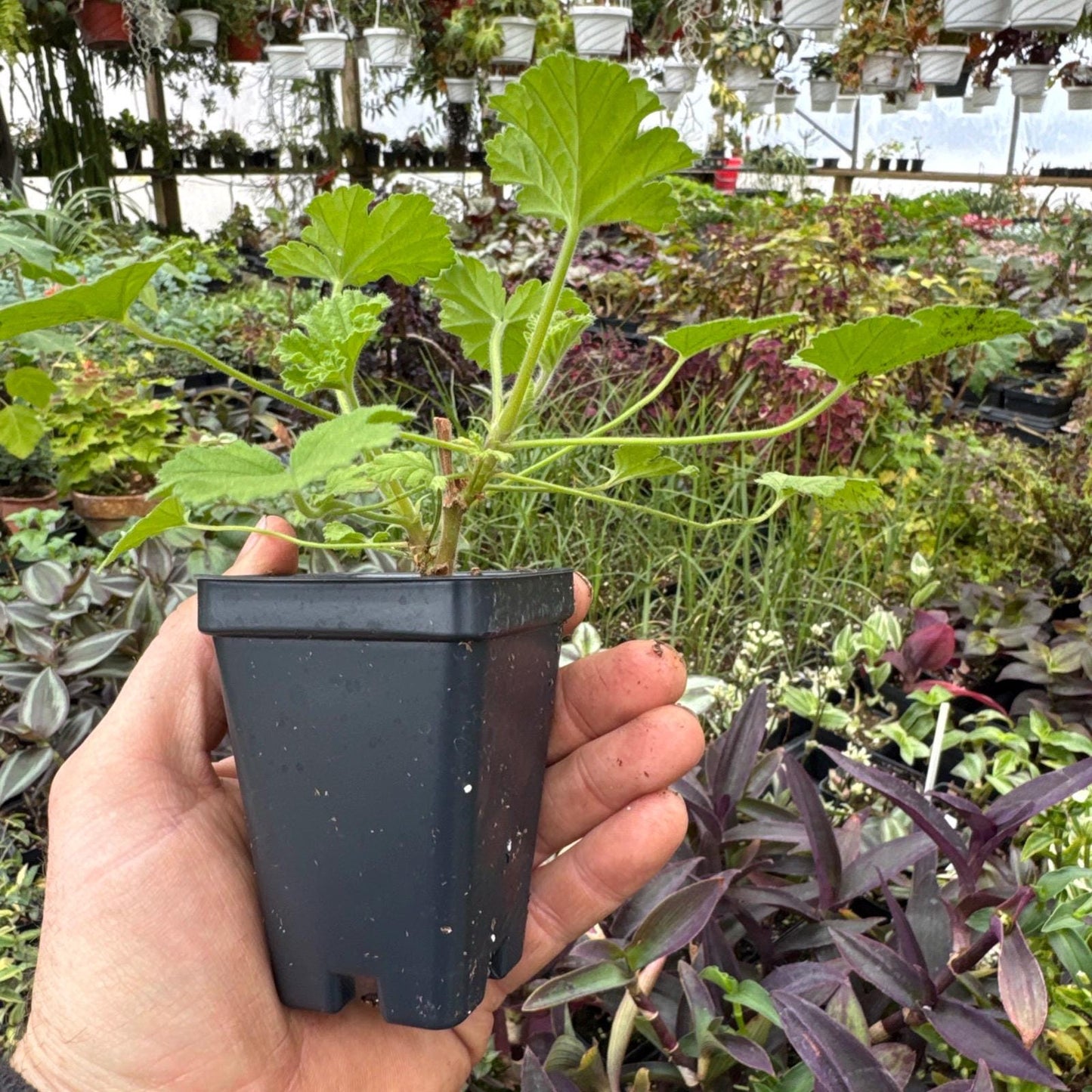 Pelargonium ‘attar of roses’! Scented Geranium!
