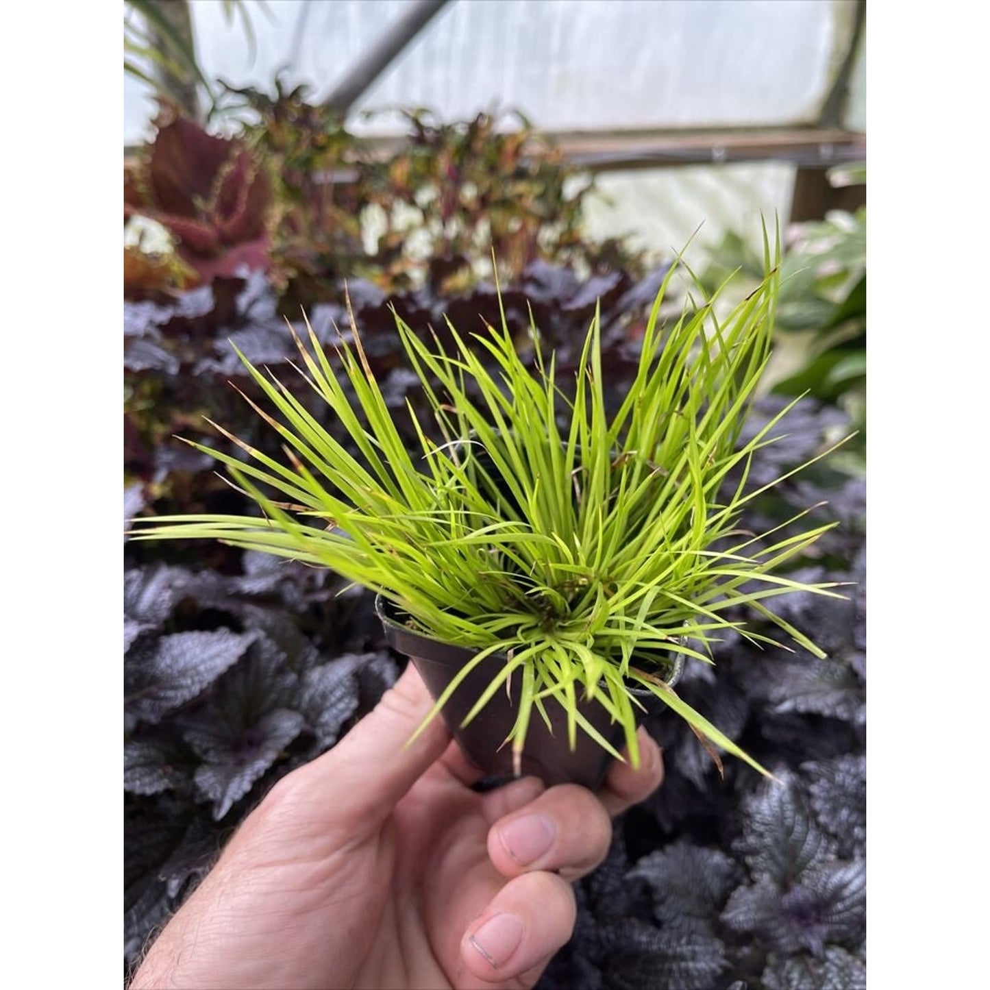 Acorus Gramineus 'MINIMUS AUREUS’ - Dwarf sweet flag! indoors or out!
