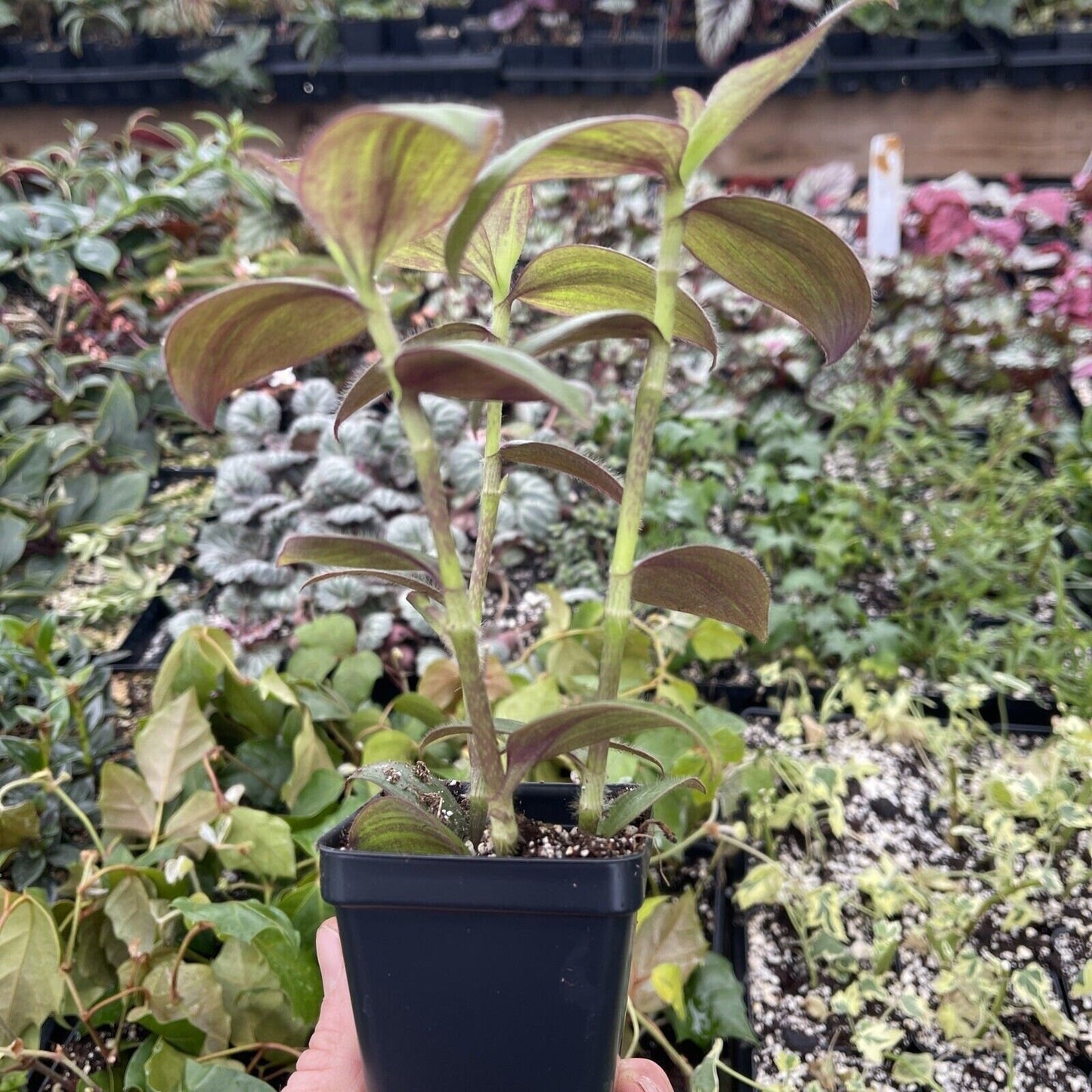 Tradescantia zebrina var. mollipila “purple plush”