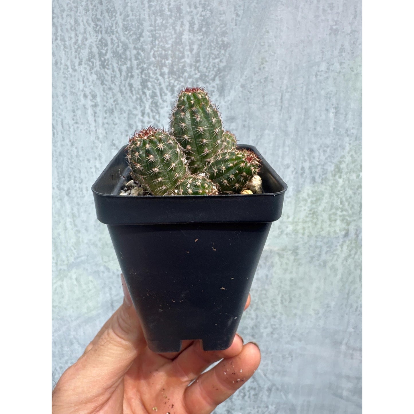 Echinopsis ‘rose quartz’
