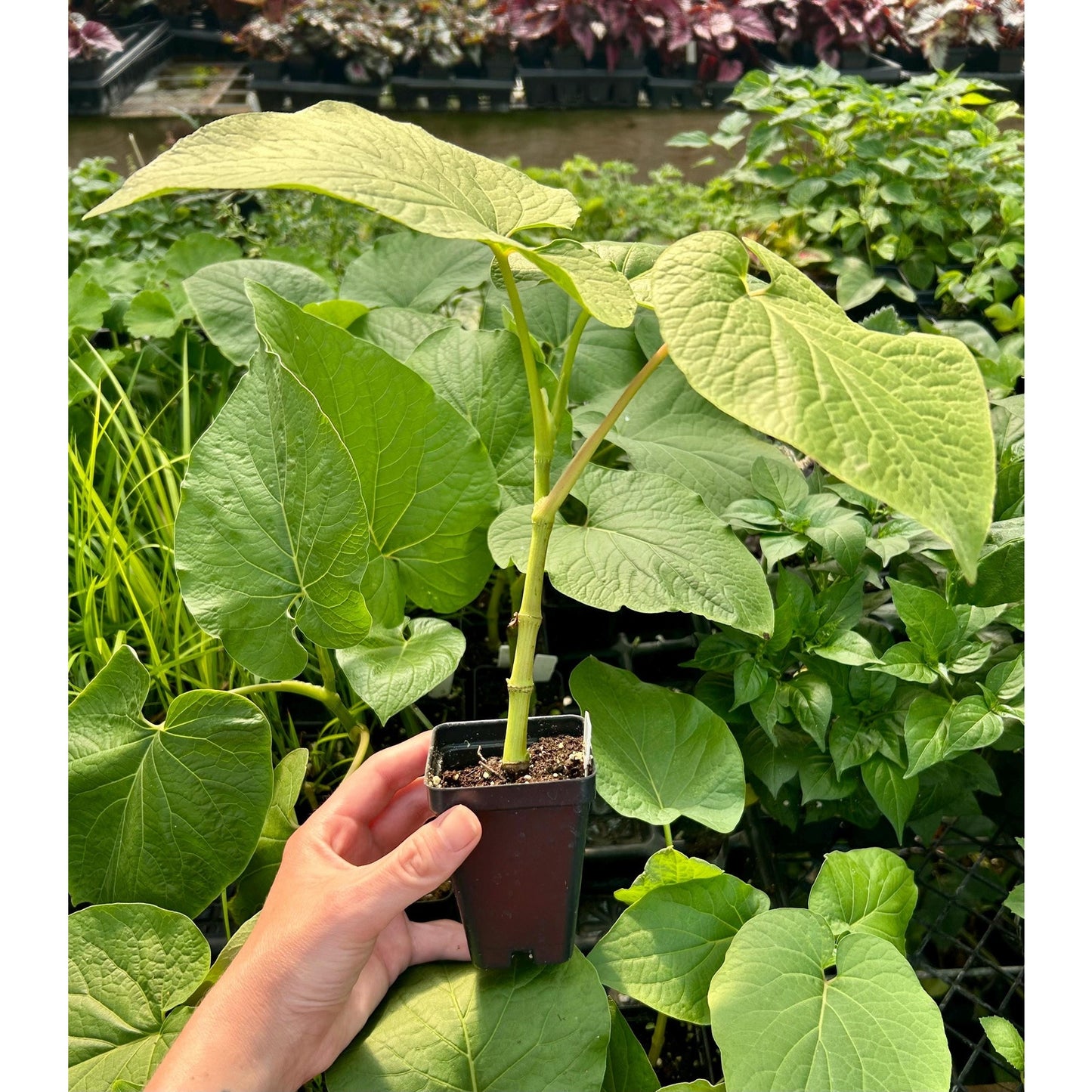 Piper auritum - Hoja santa - Mexican pepperleaf - root beer plant