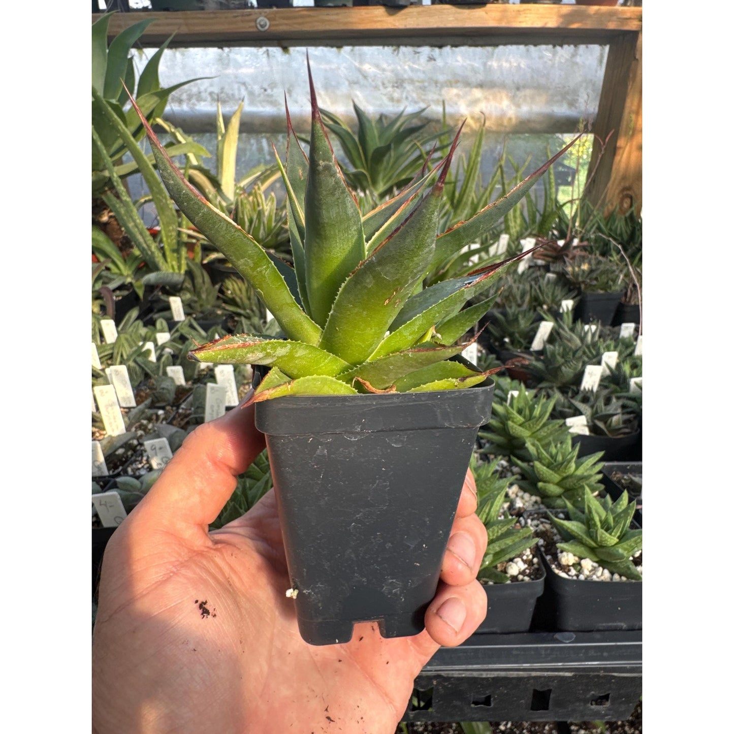 Agave ‘blue glow’