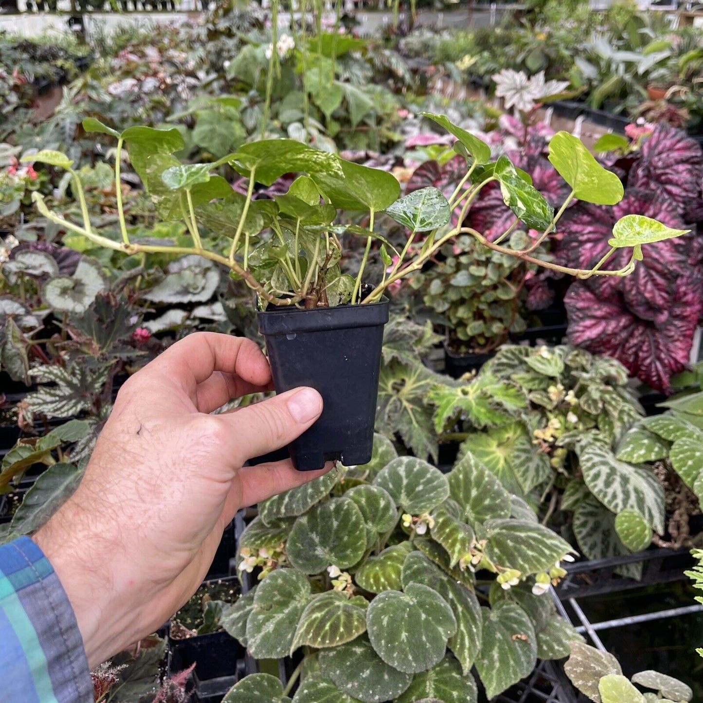 Ivy - Hedera helix ‘BIG SHOT’