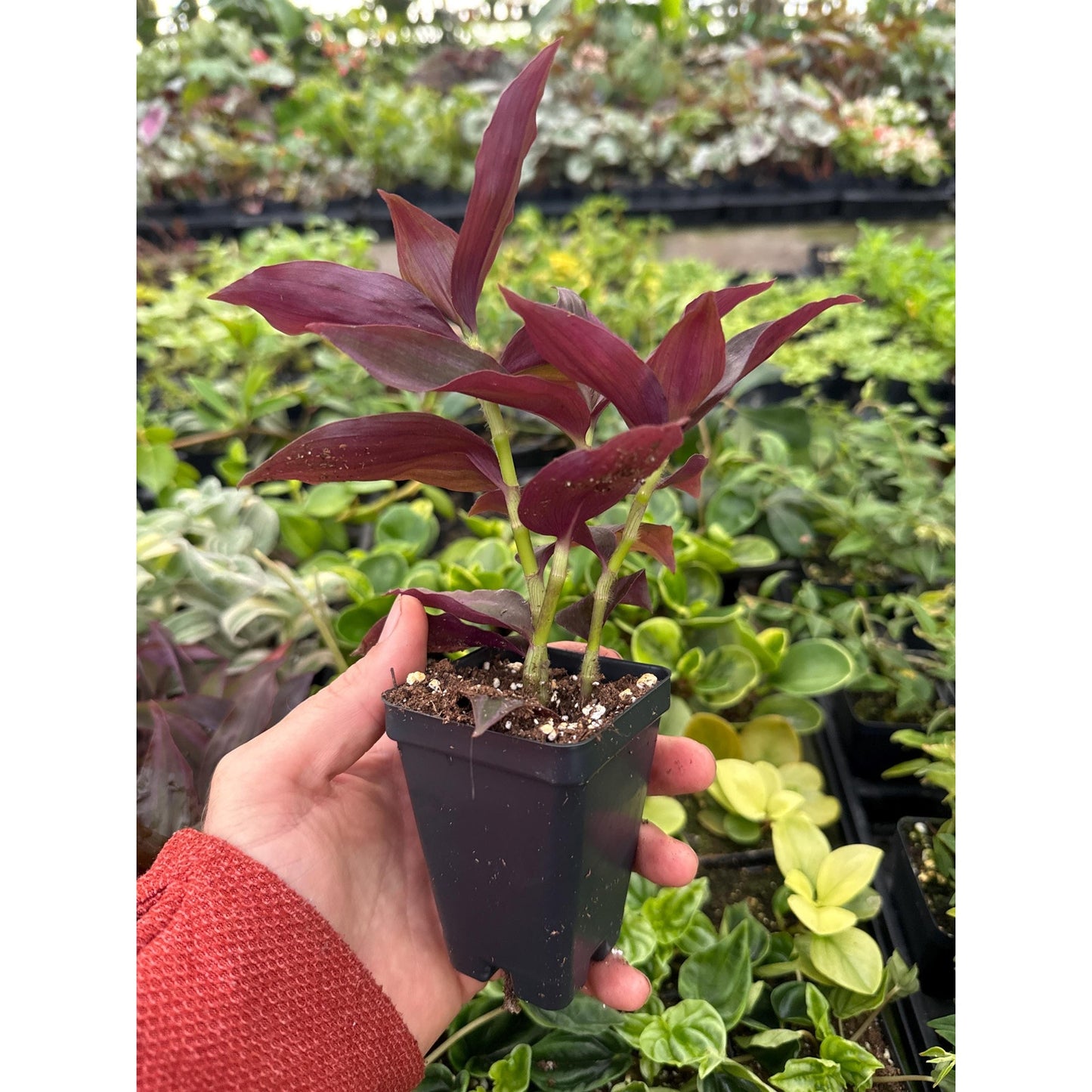 Tradescantia zebrina ‘dark desire’