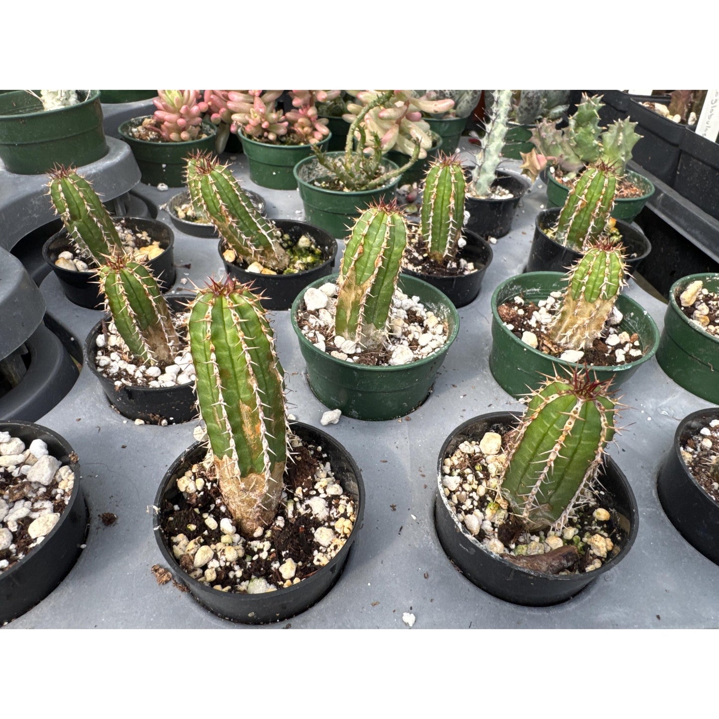 Euphorbia echinus