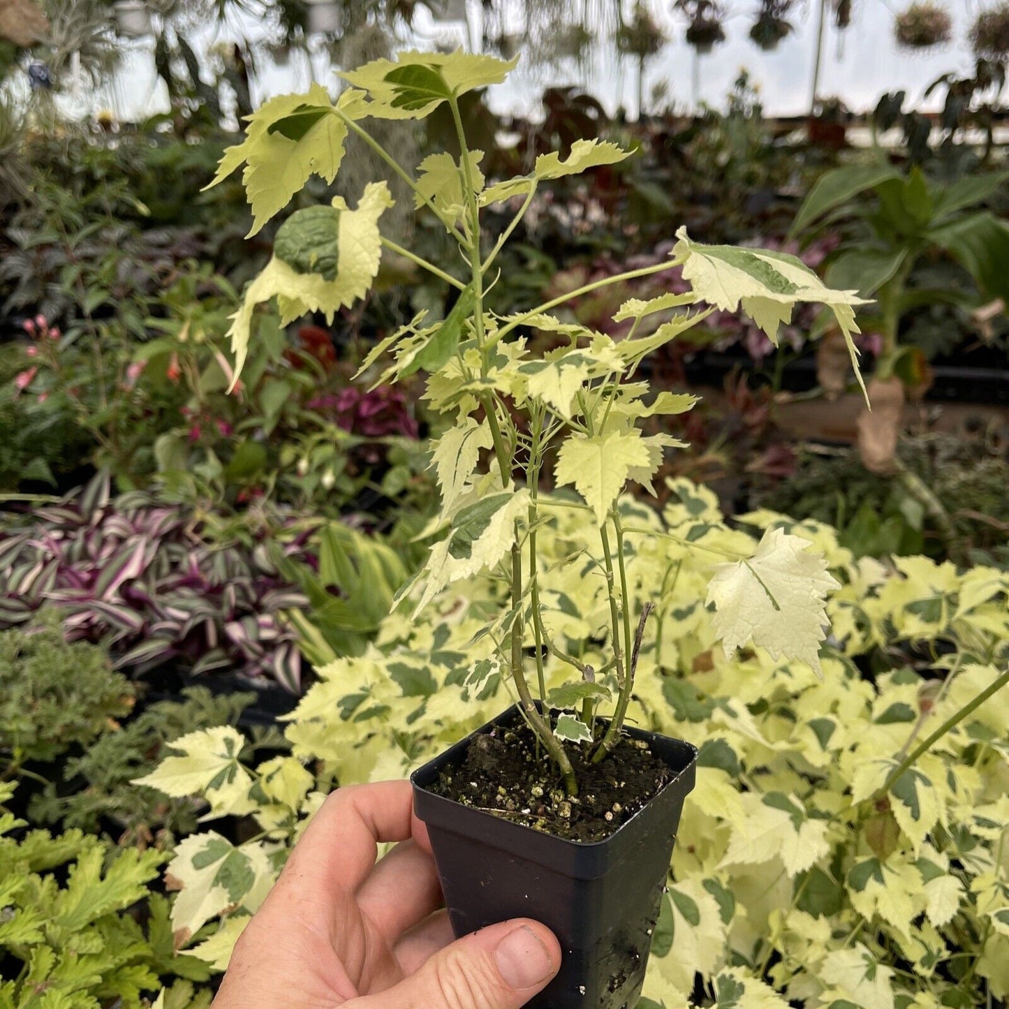 ABUTILON X ‘SAVITZII’ - Highly variegated