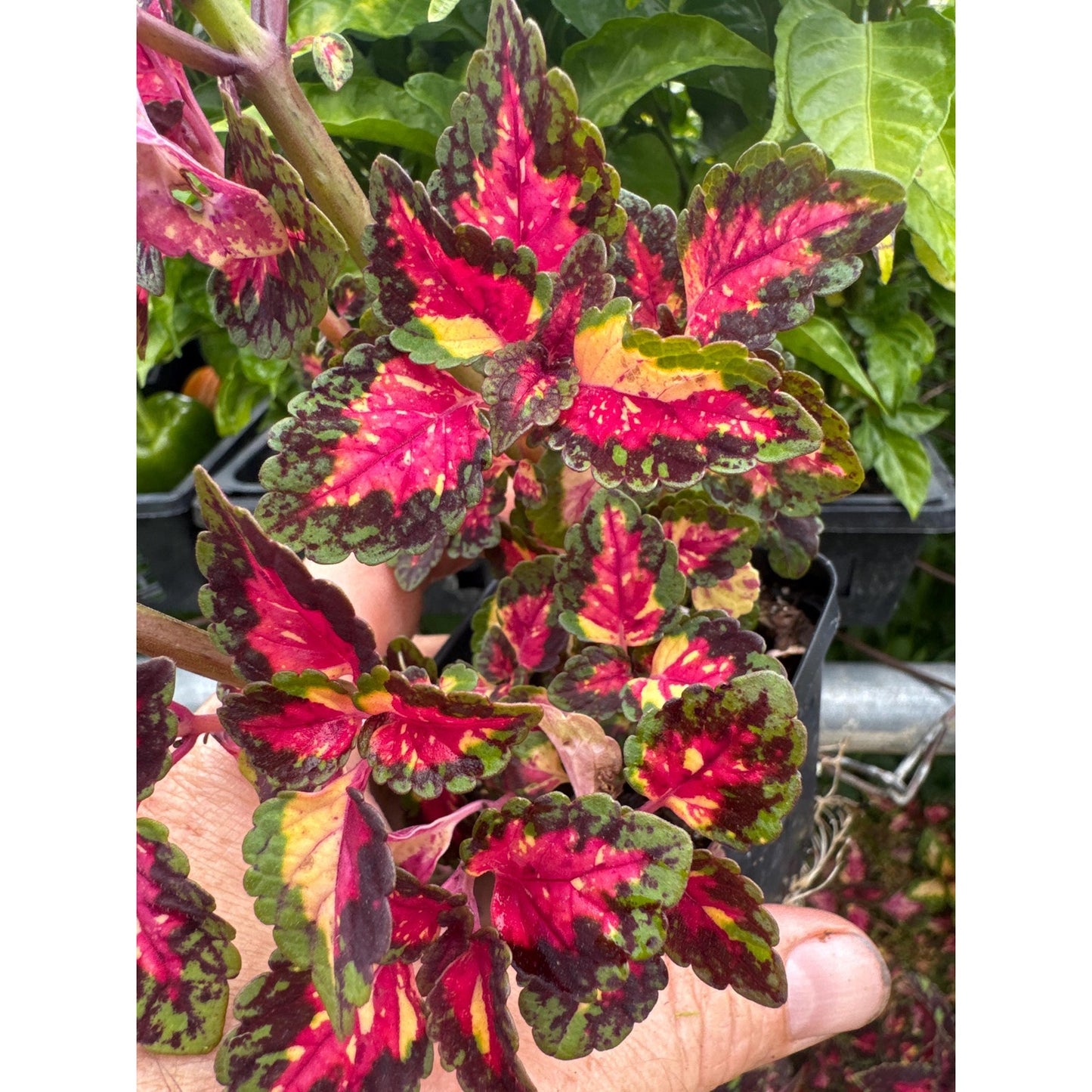 Coleus ‘miss monahan’