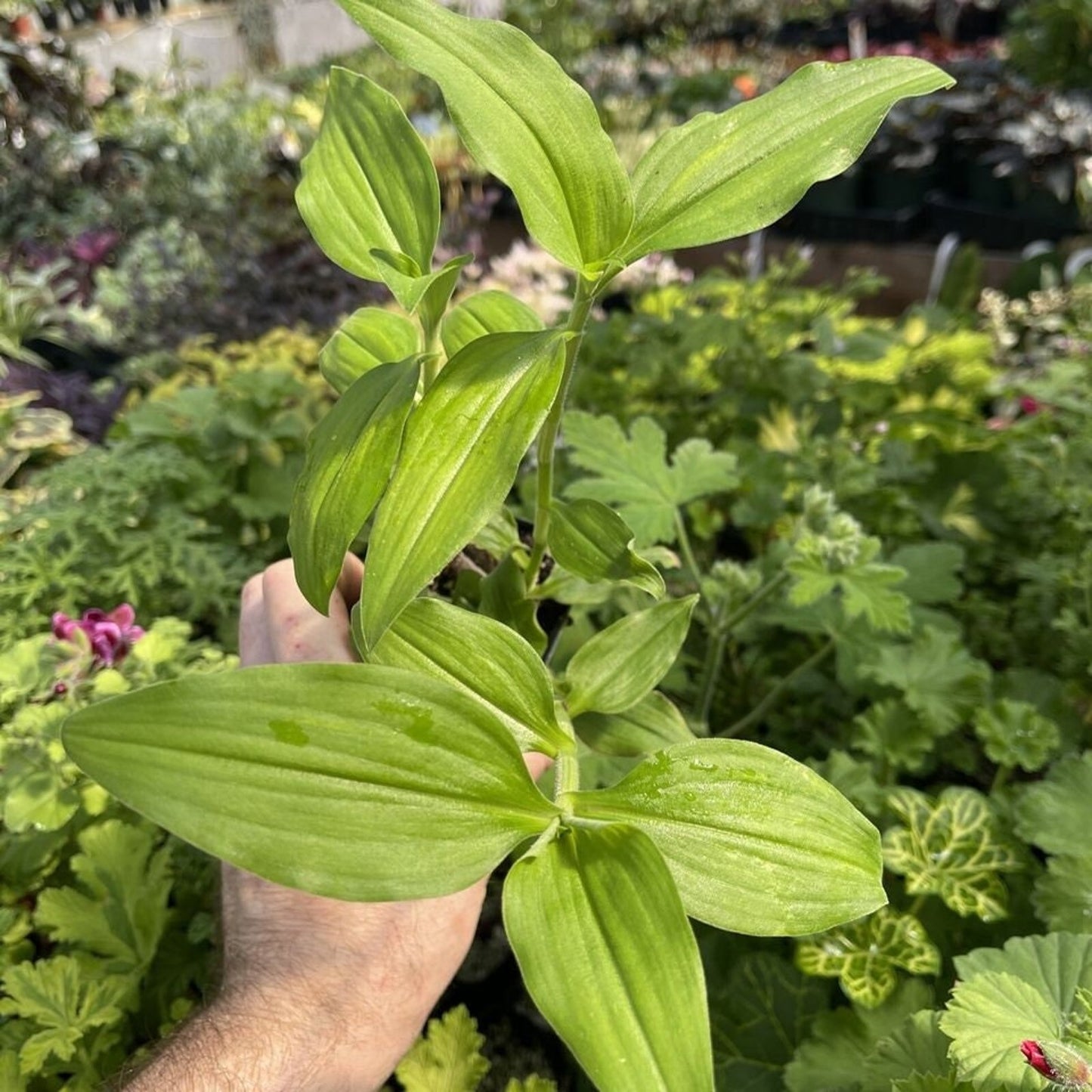 ANEILEMA AEQUINOCTAILE - Tradescantia Relative