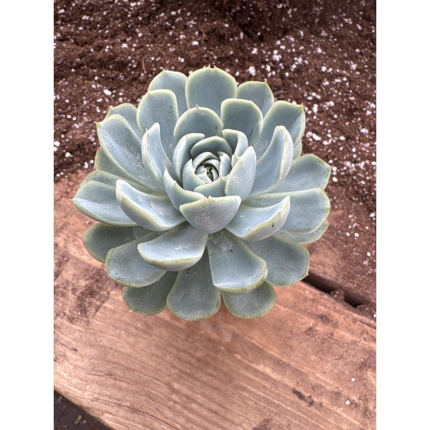 Echeveria elegans