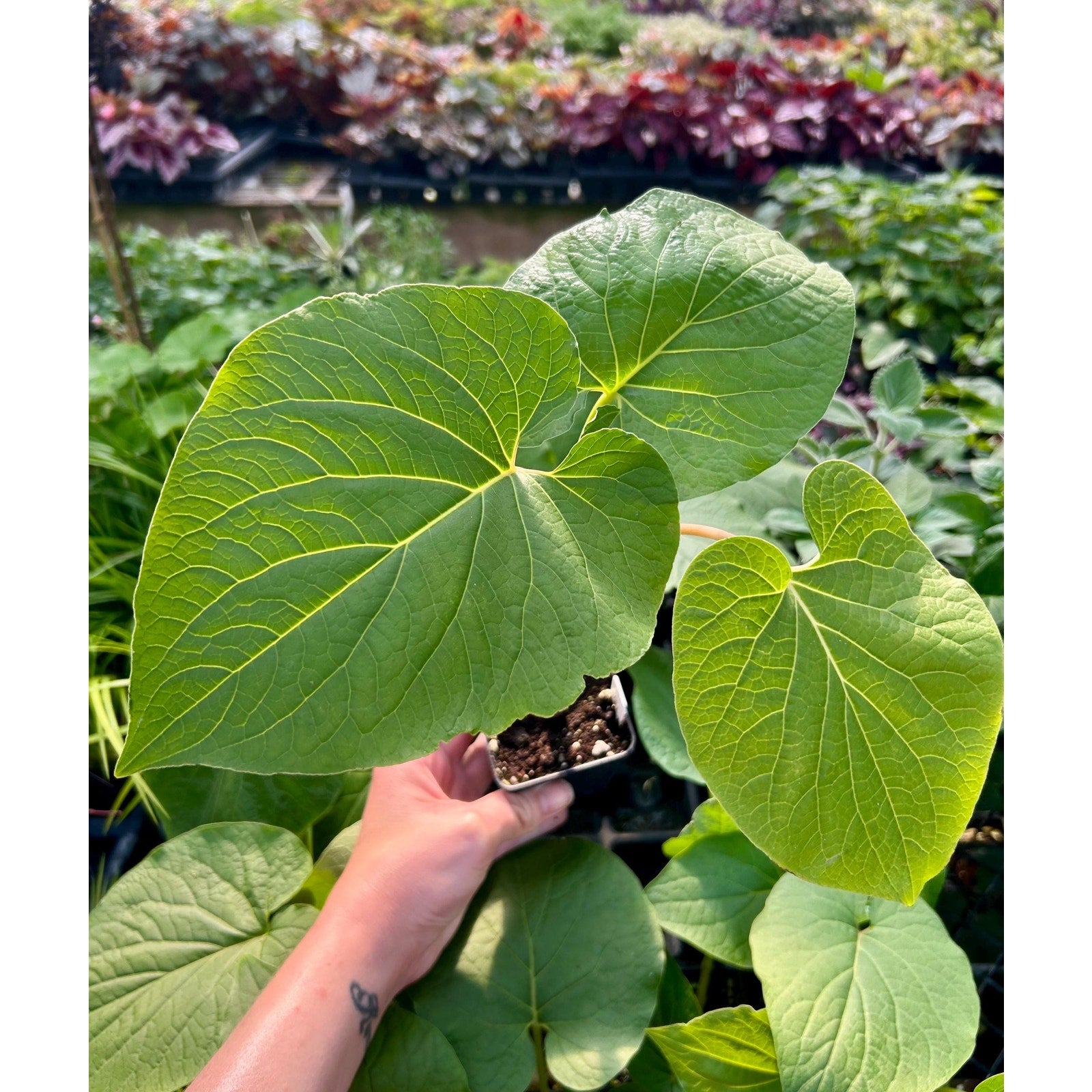 Piper auritum - Hoja santa - Mexican pepperleaf - root beer plant