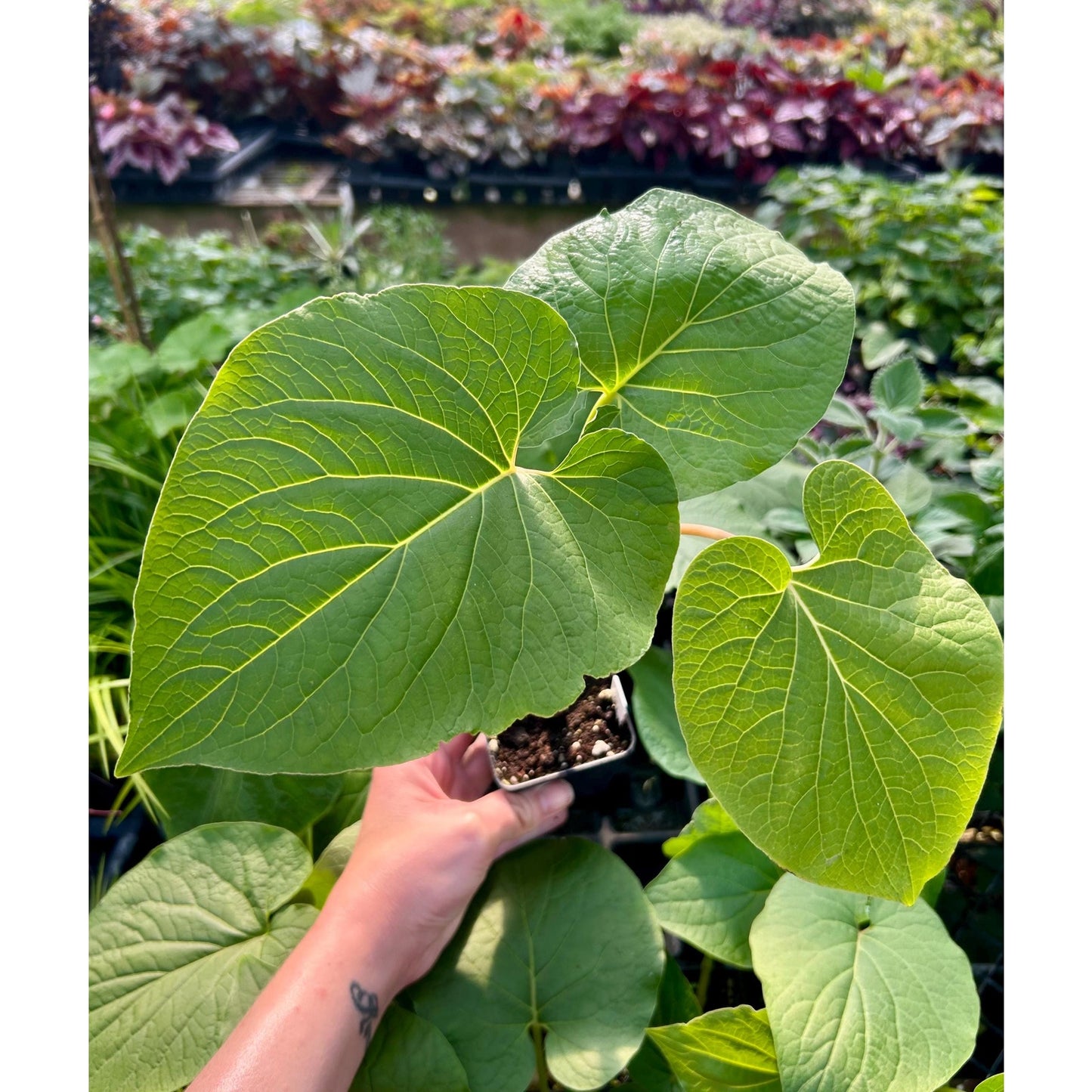 Piper auritum - Hoja santa - Mexican pepperleaf - root beer plant