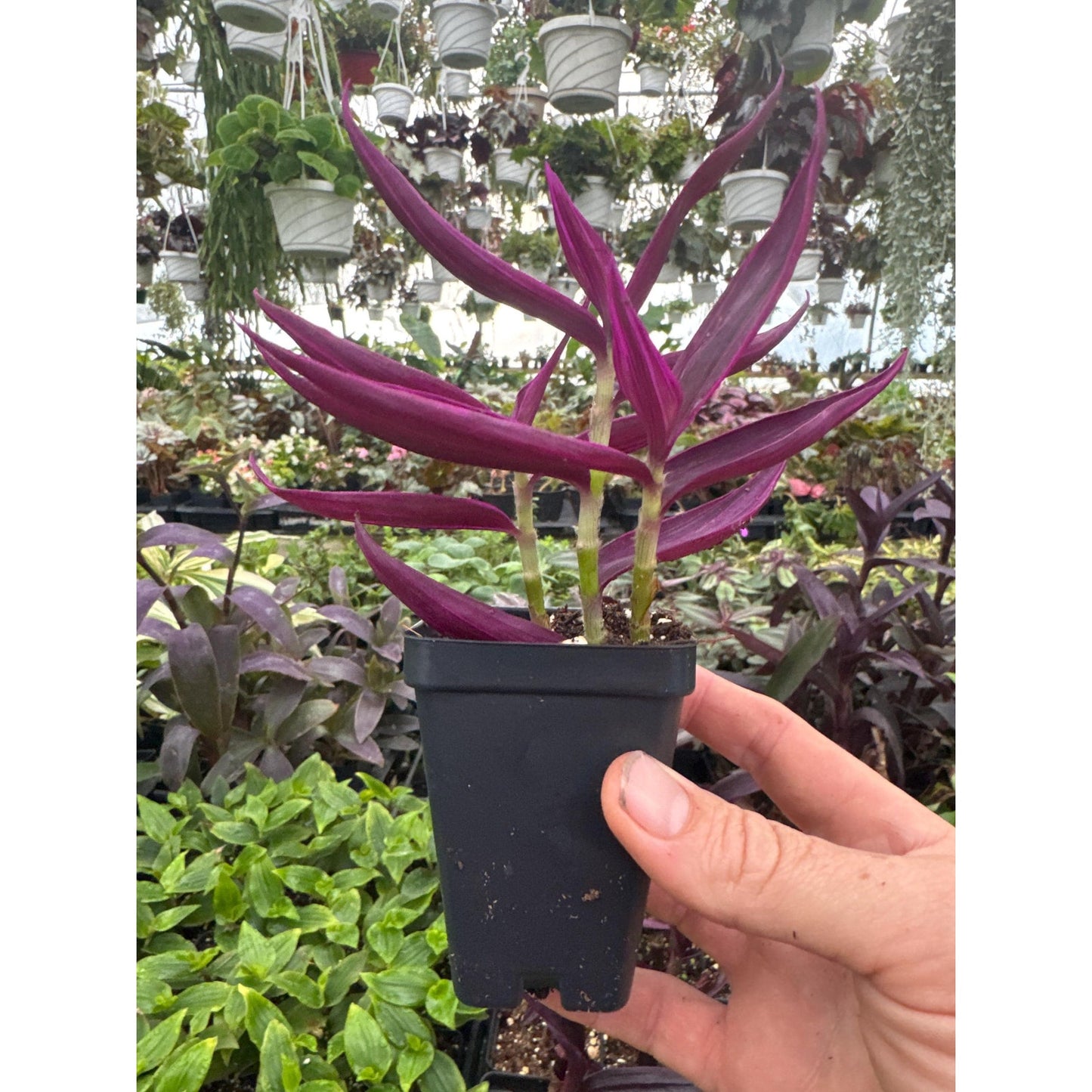 Tradescantia zebrina ‘pink paradise’