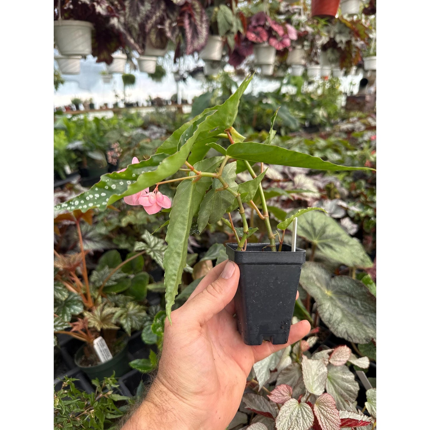 Begonia ‘my special angel’
