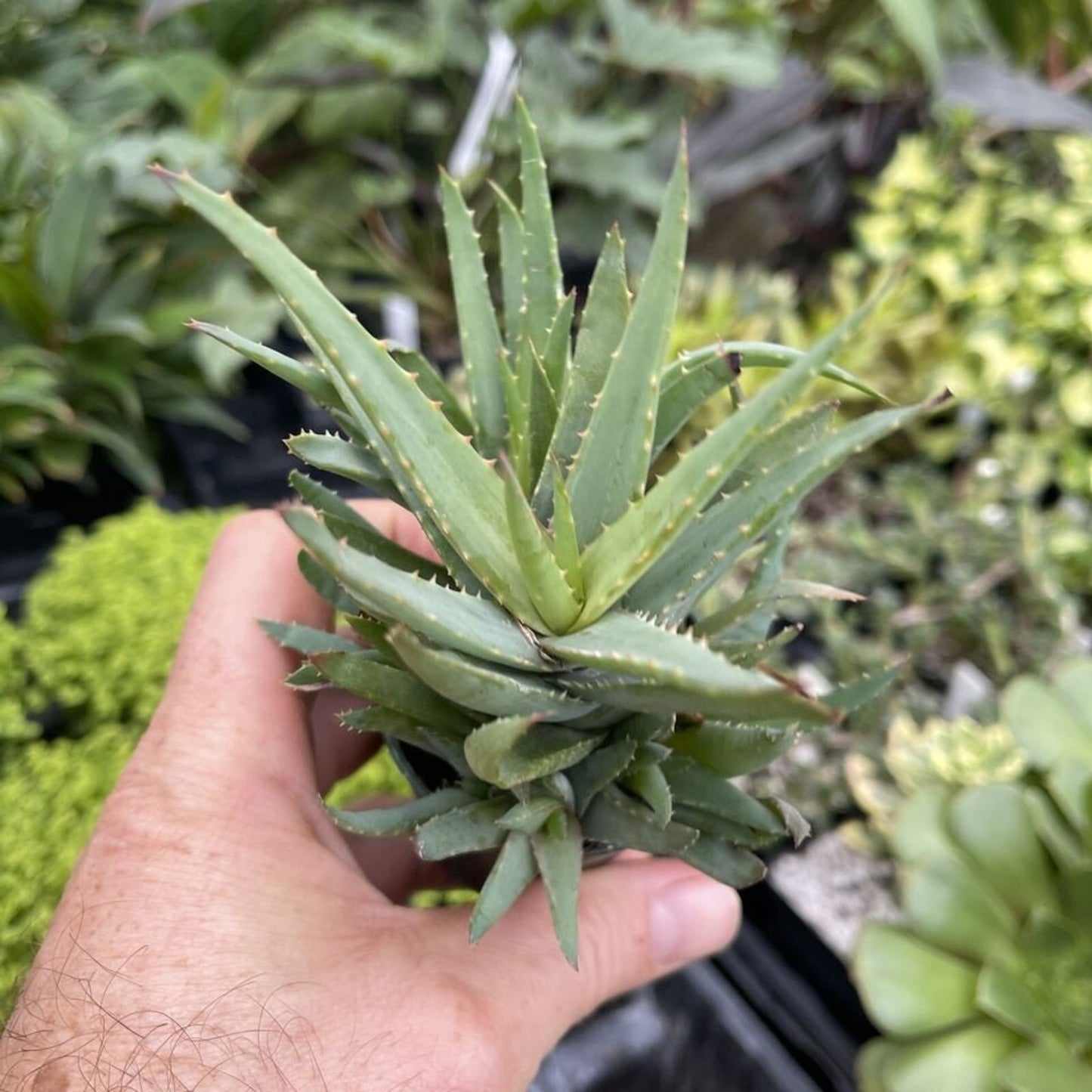 Aloe ‘WALMSLEY’S BLUE’ - Rapidly clustering plant!