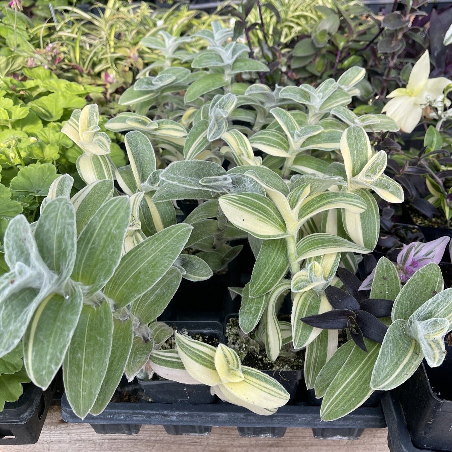 Tradescantia sillamontana ‘gold stripes’