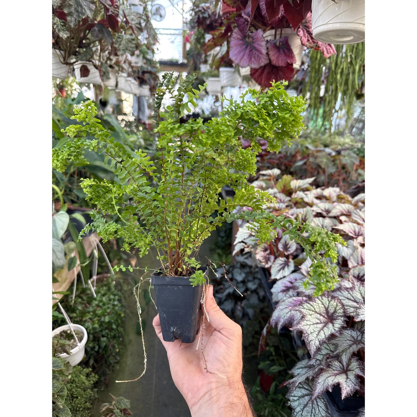 Nephrolepis cordifolia ‘handy’- Neat crested variety
