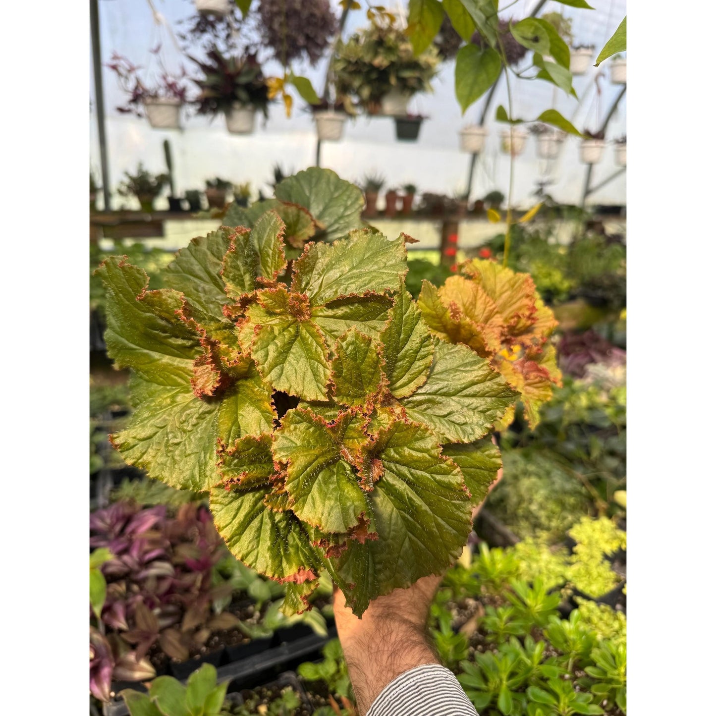 Begonia ‘redington shores’ - 4.5 inch pot
