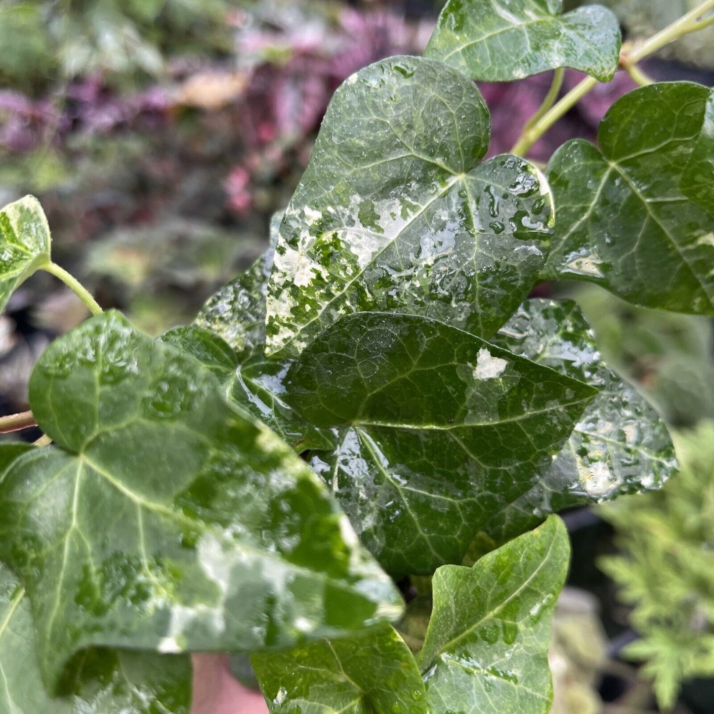 Ivy - Hedera helix ‘BIG SHOT’