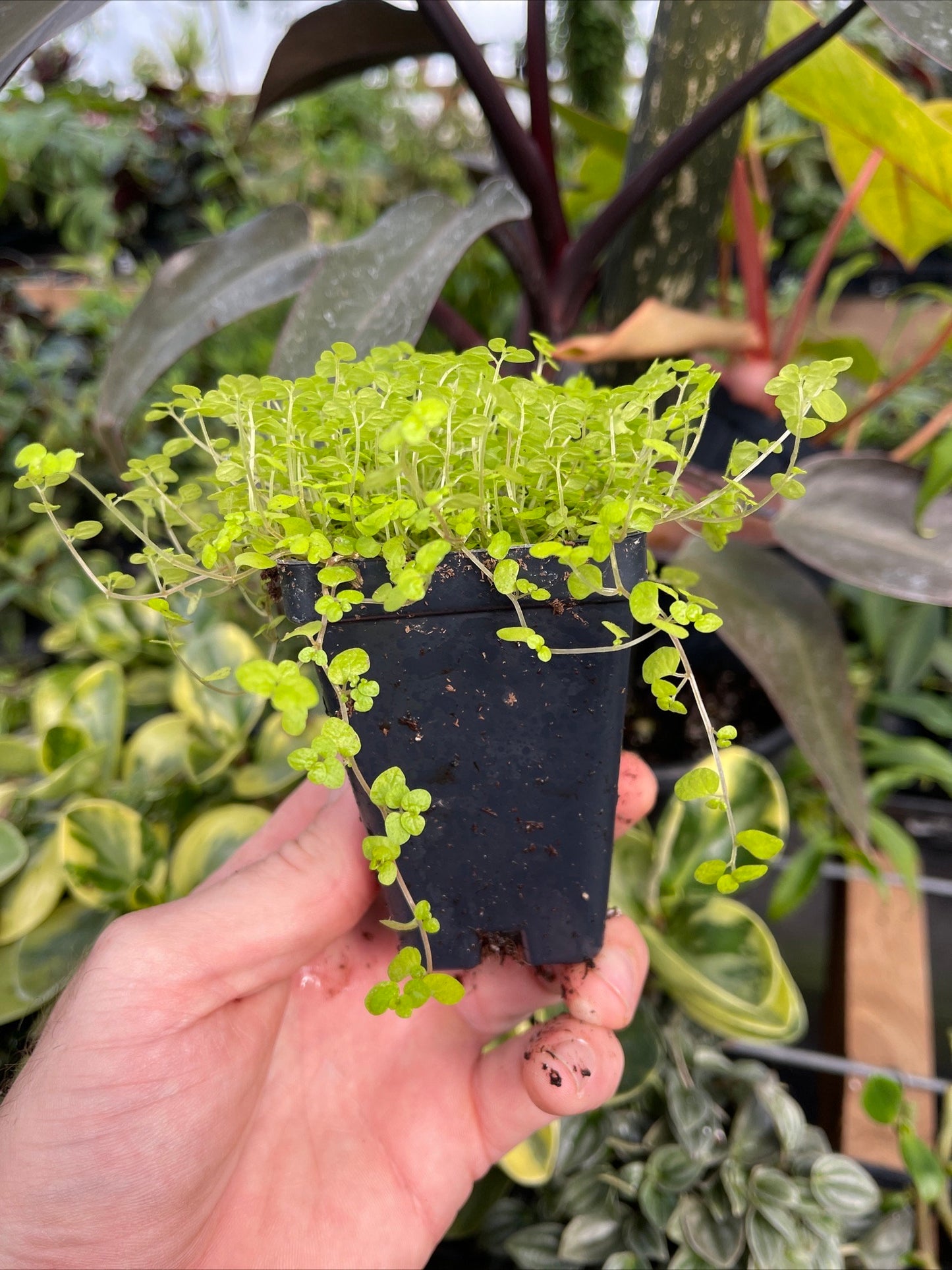 Golden Baby’s Tears - Soleirolia soleirolii ‘aurea’