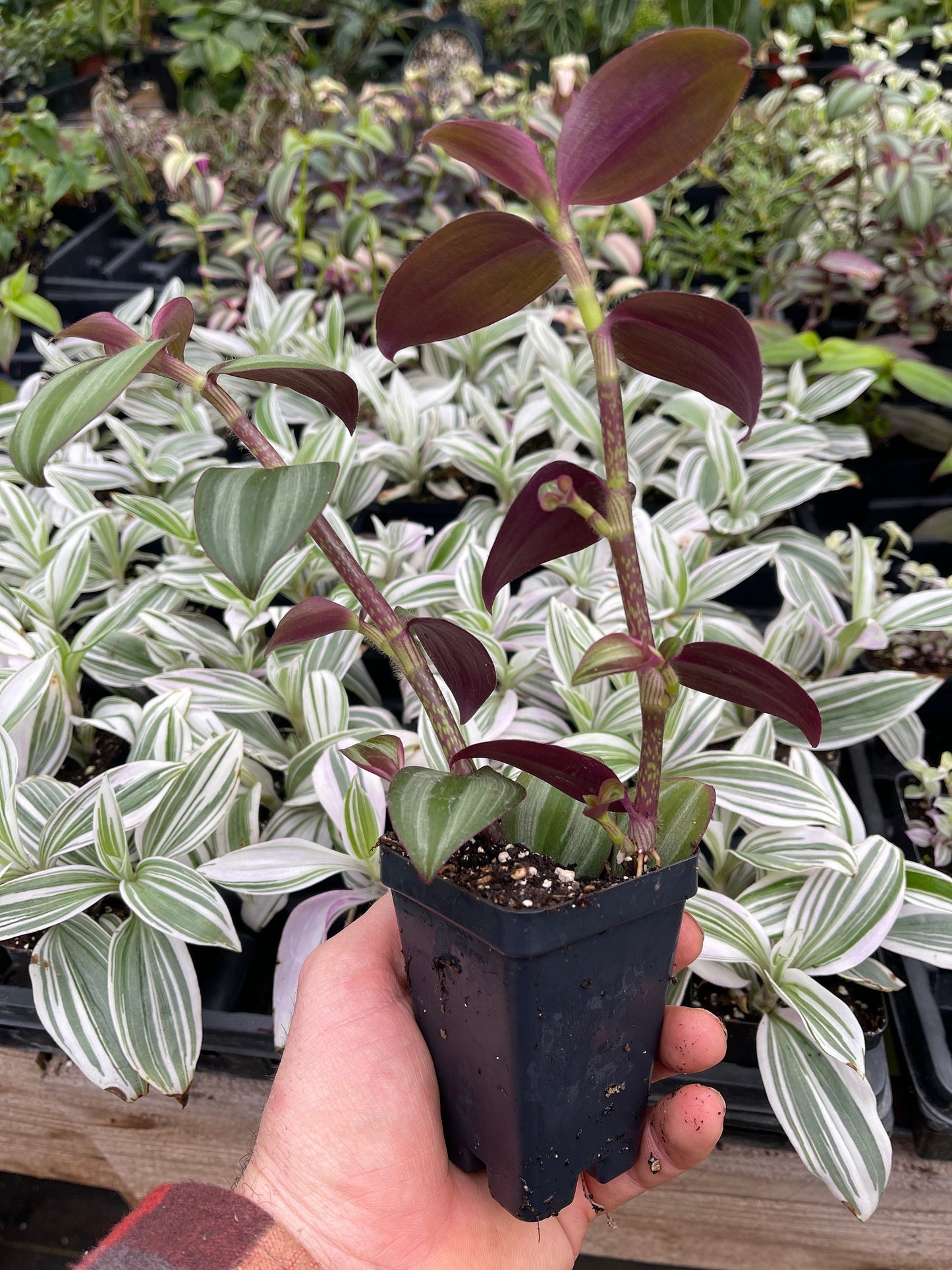 Tradescantia zebrina ‘evanescence’