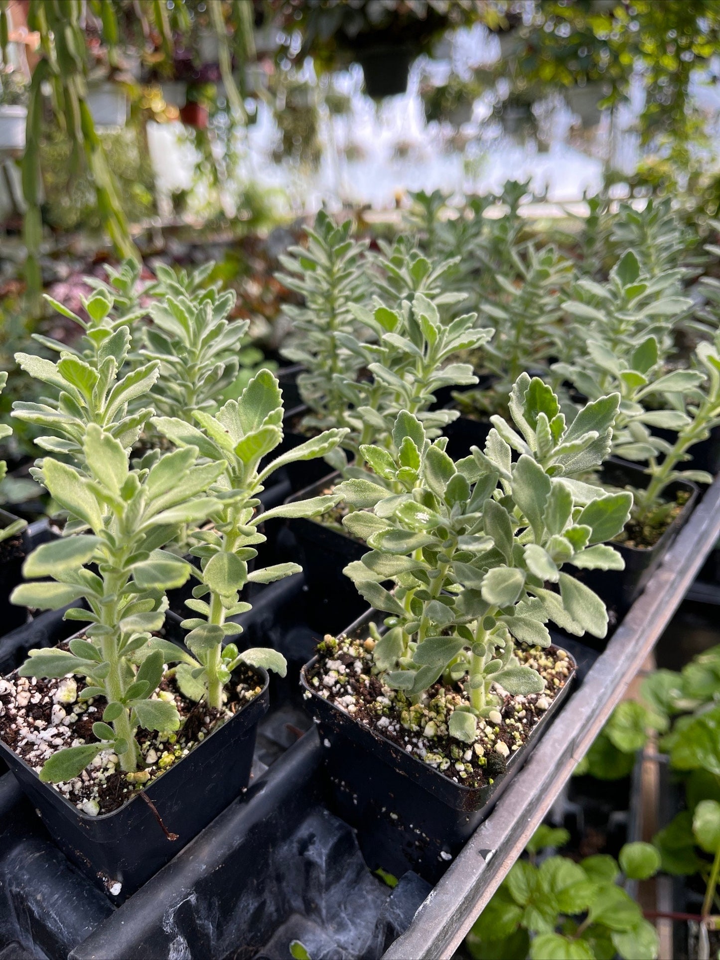 Plectranthus sp. “menthol eucalyptus” -