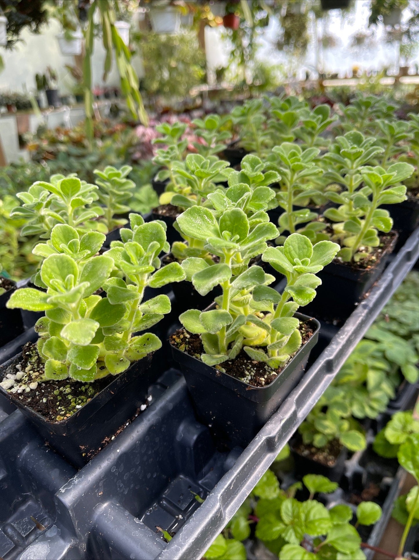 Vicks plant - Plectranthus tomentosa