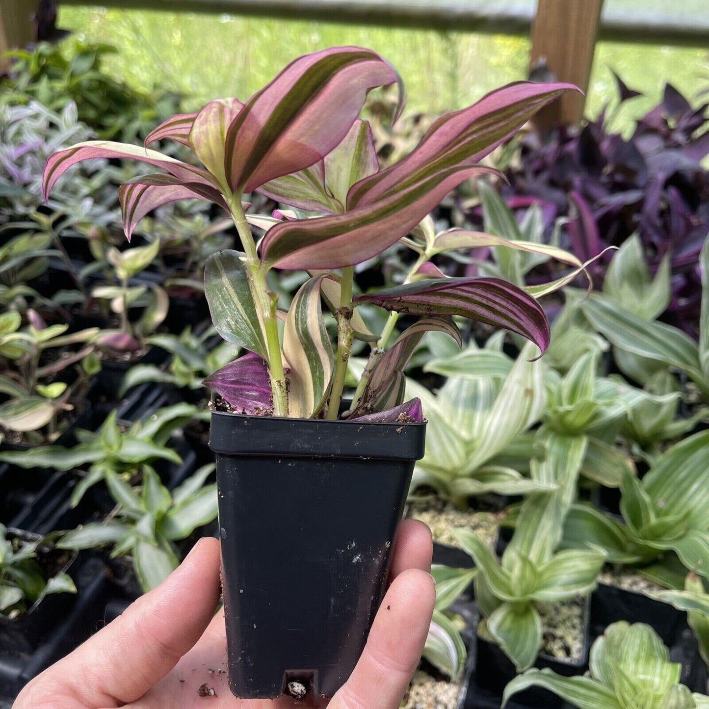 Tradescantia zebrina Ssp. DISCOLOR ‘MULTICOLOR’