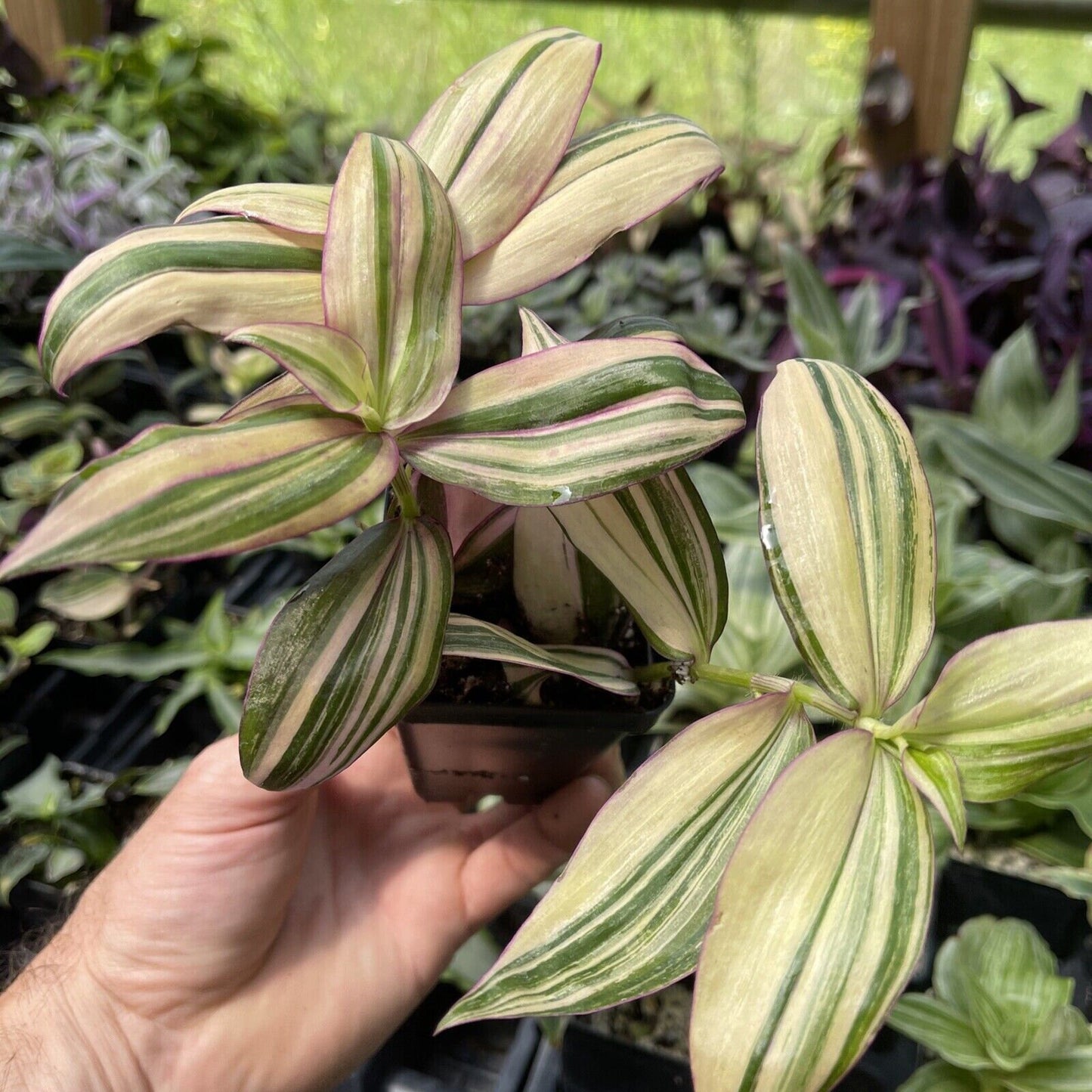 Tradescantia zebrina Ssp. DISCOLOR ‘MULTICOLOR’
