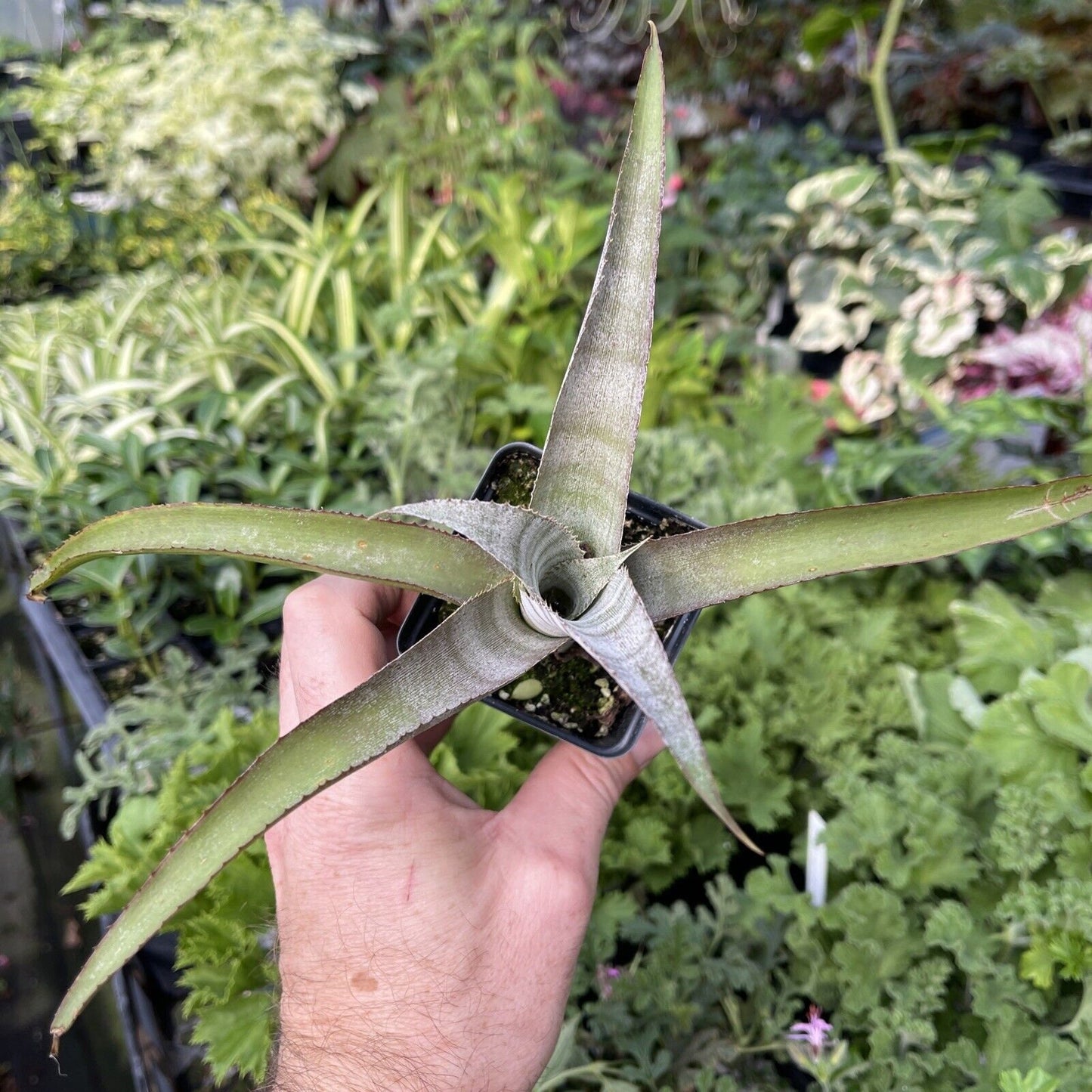 BILLBERGIA BRASILIENSIS