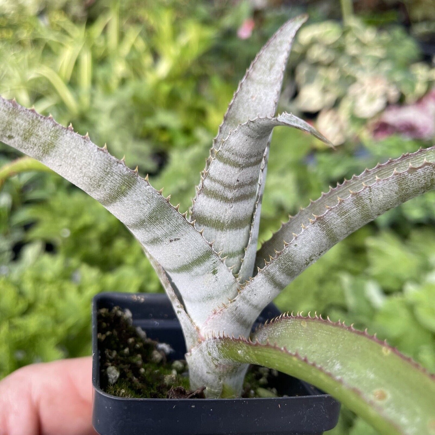 BILLBERGIA BRASILIENSIS