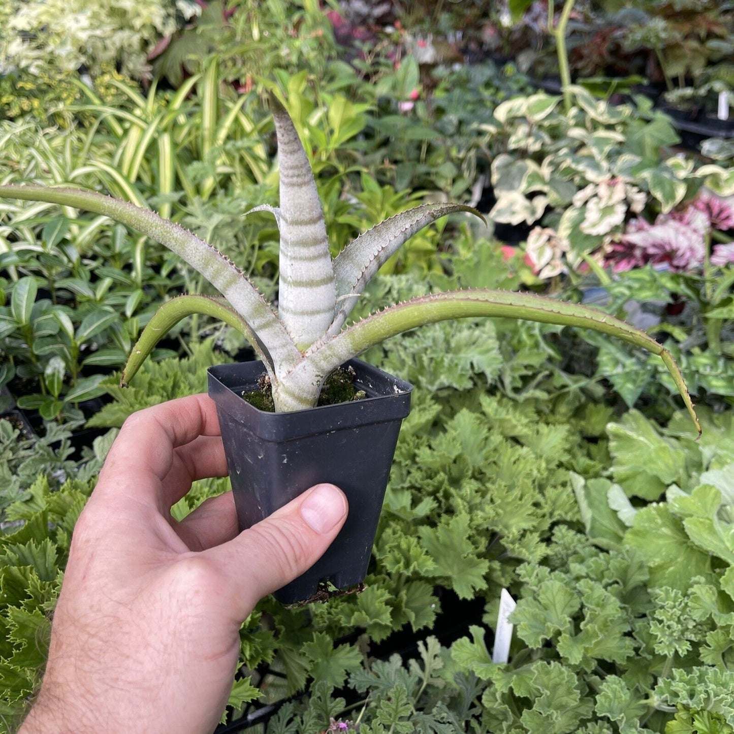 BILLBERGIA BRASILIENSIS
