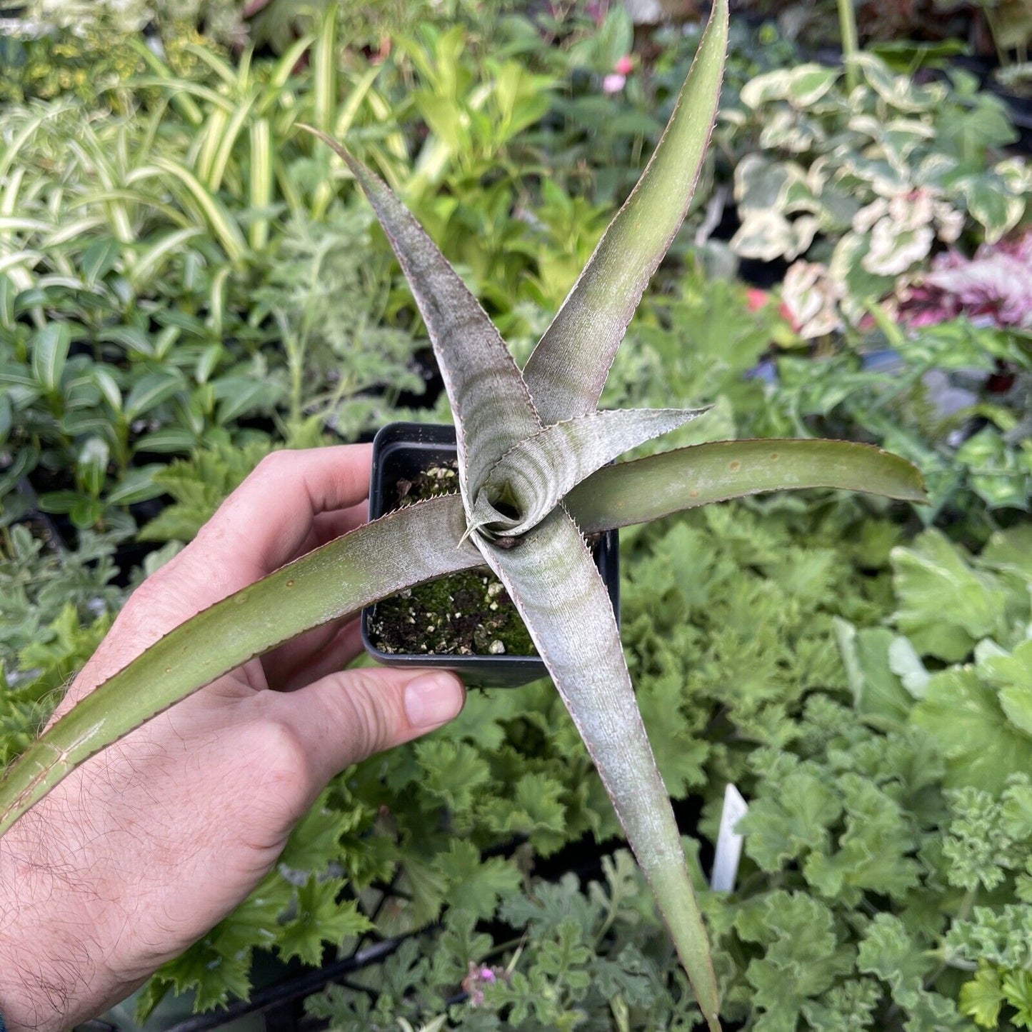 BILLBERGIA BRASILIENSIS